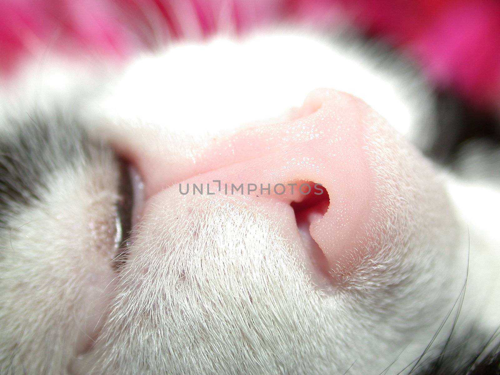  nose, organ feline curiosity