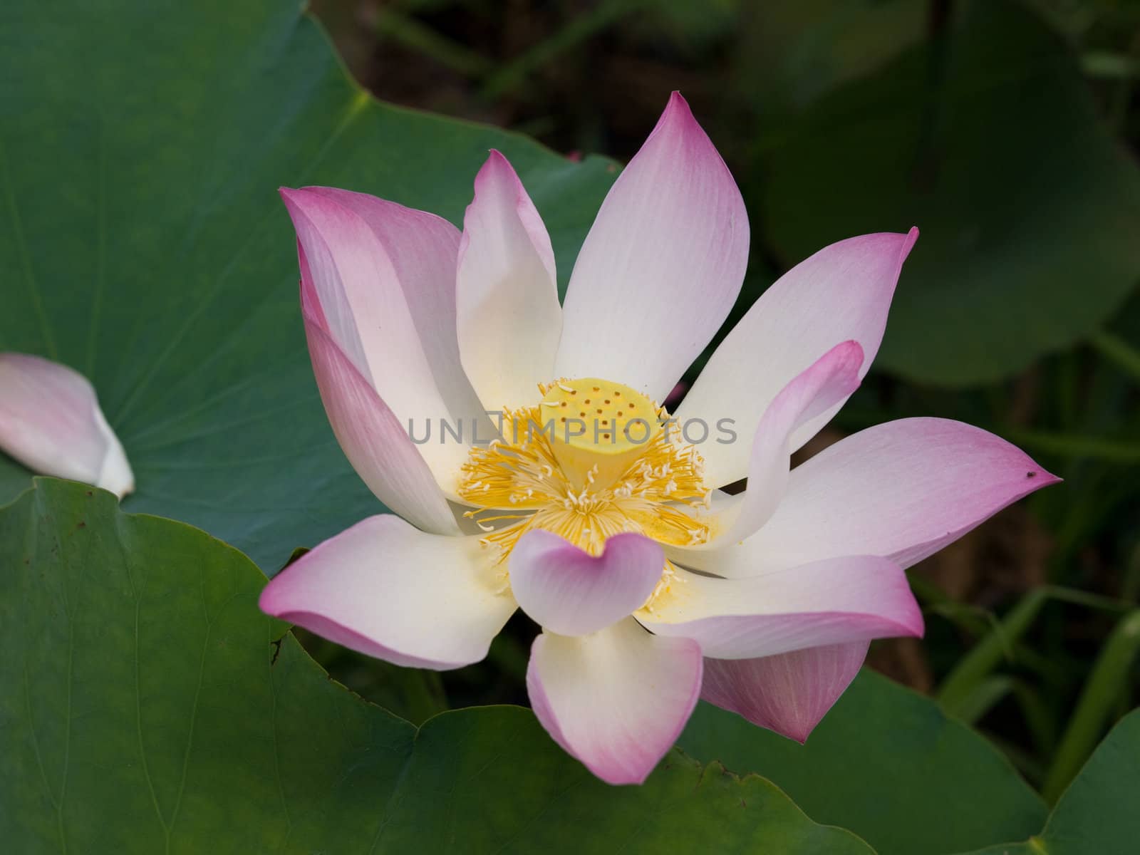 the picture of blossoming lotus from cambodia