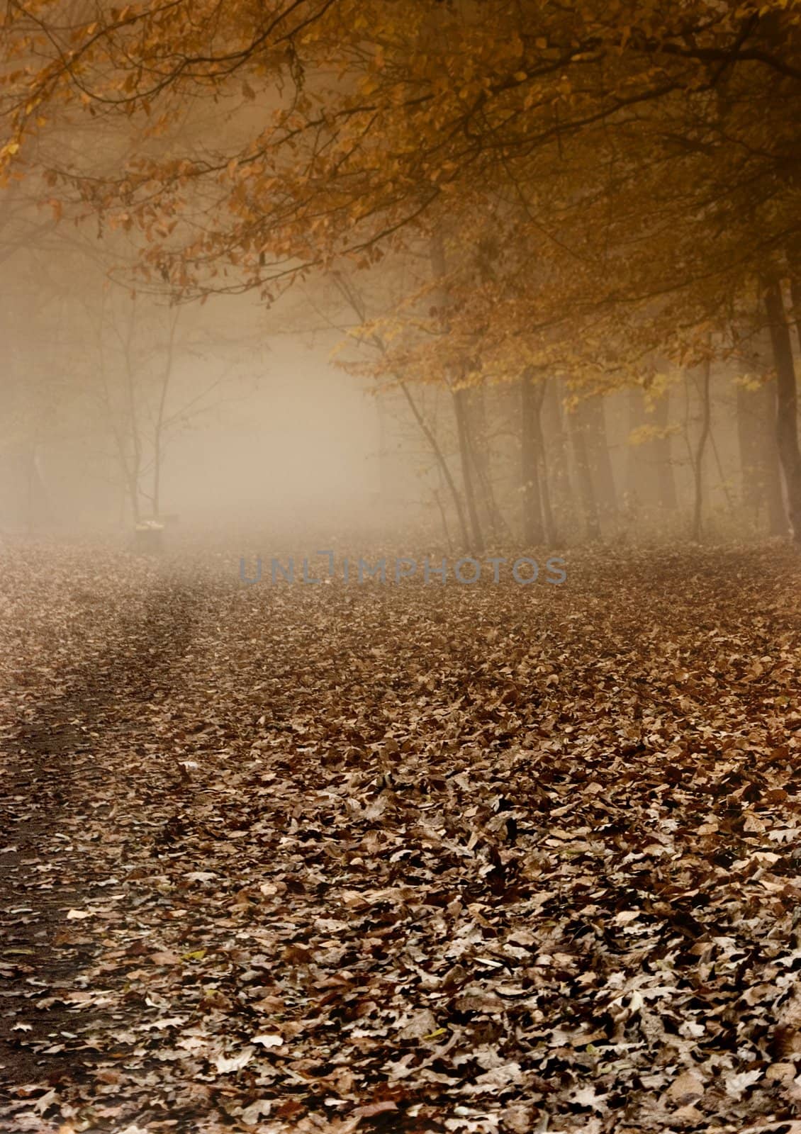 Foggy morning and non-urban scene in southern Poland