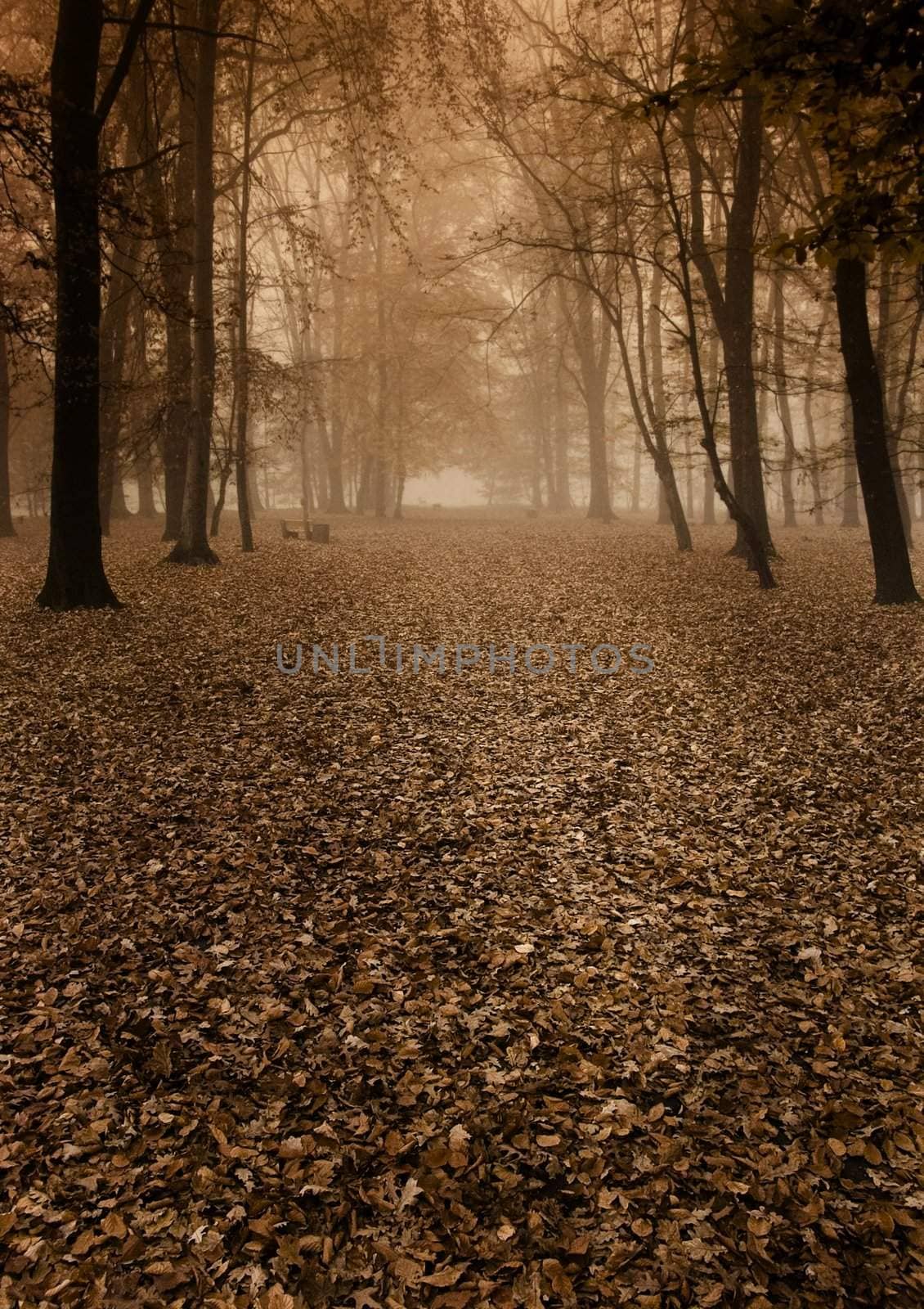 Foggy morning and non-urban scene in southern Poland