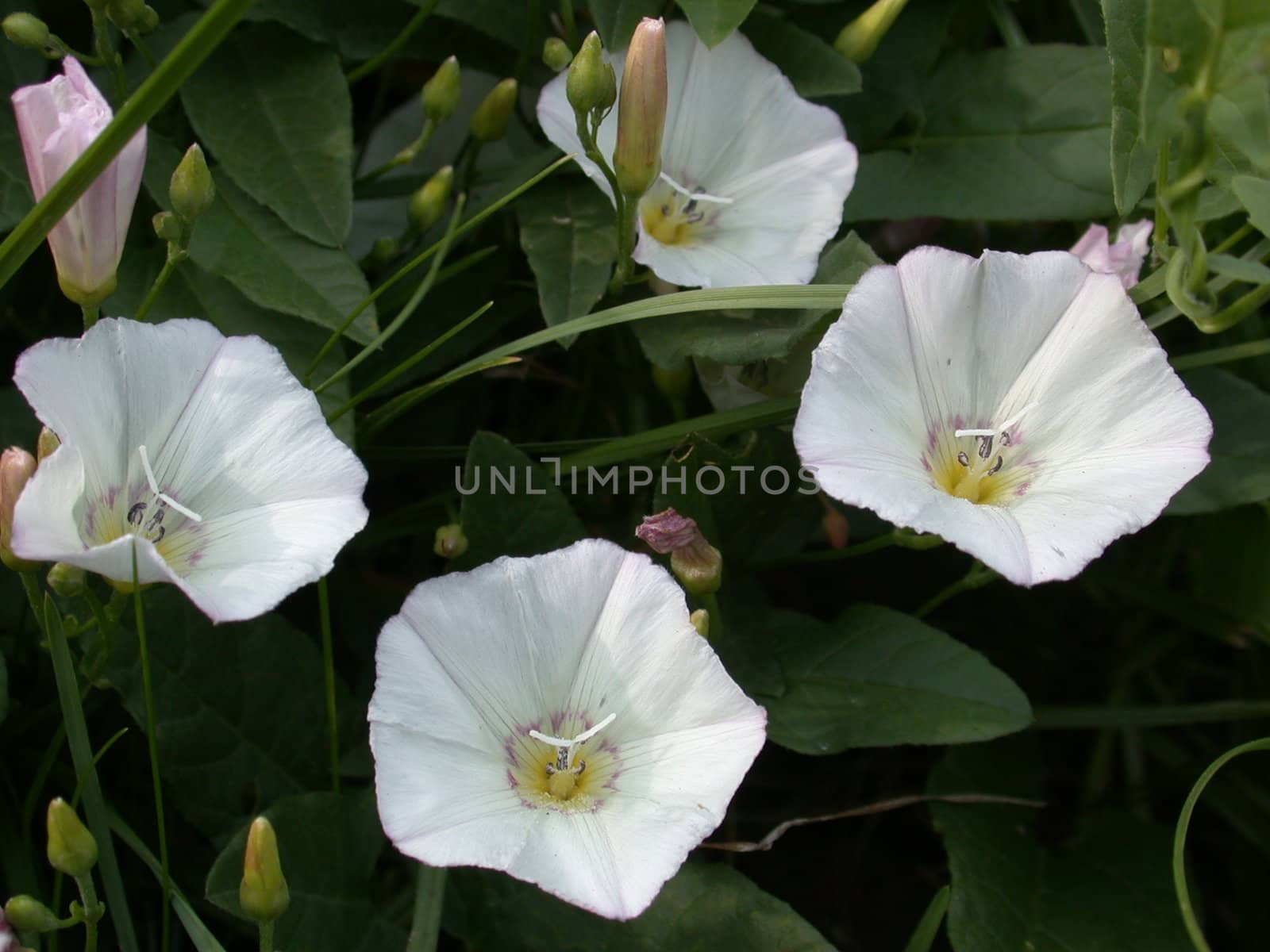 The white flowers macro, nature