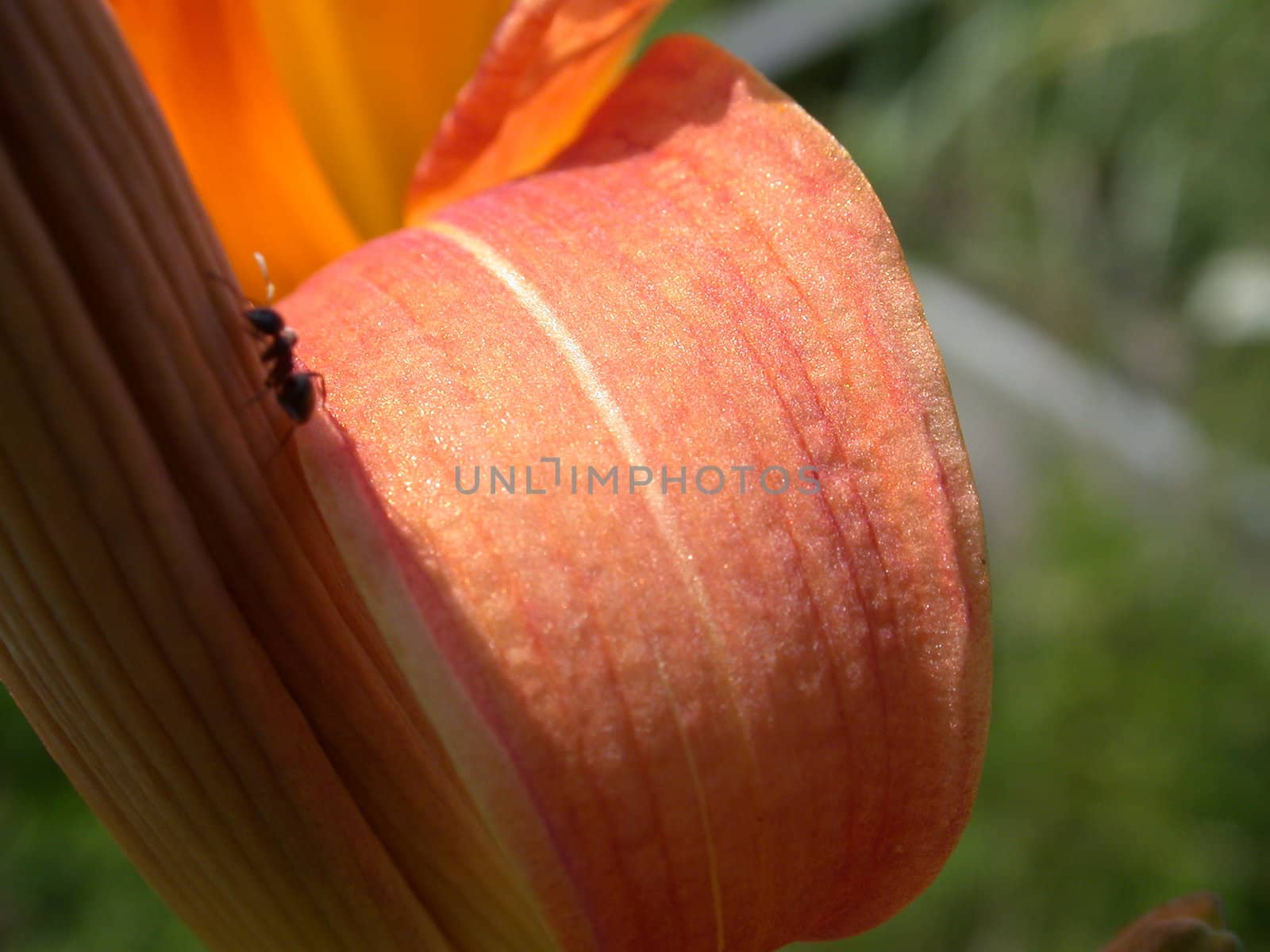The red lily petal, macro, nature