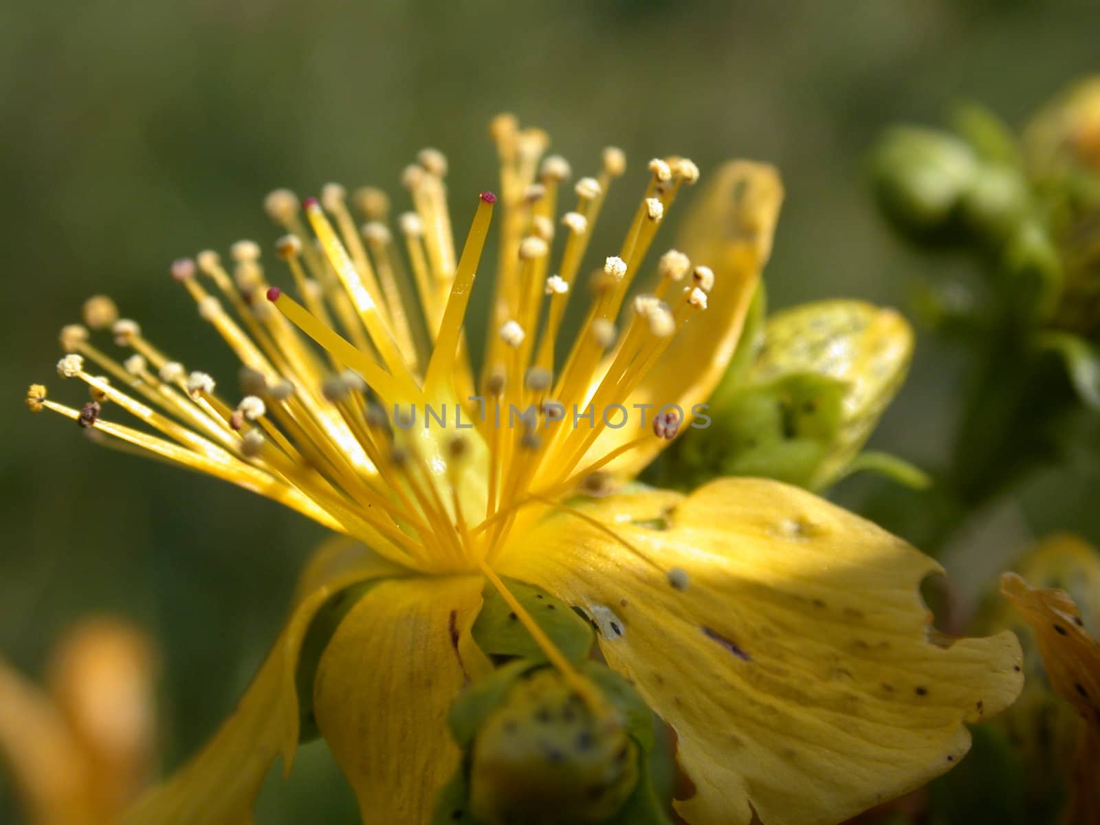 The yellow flower macro, nature