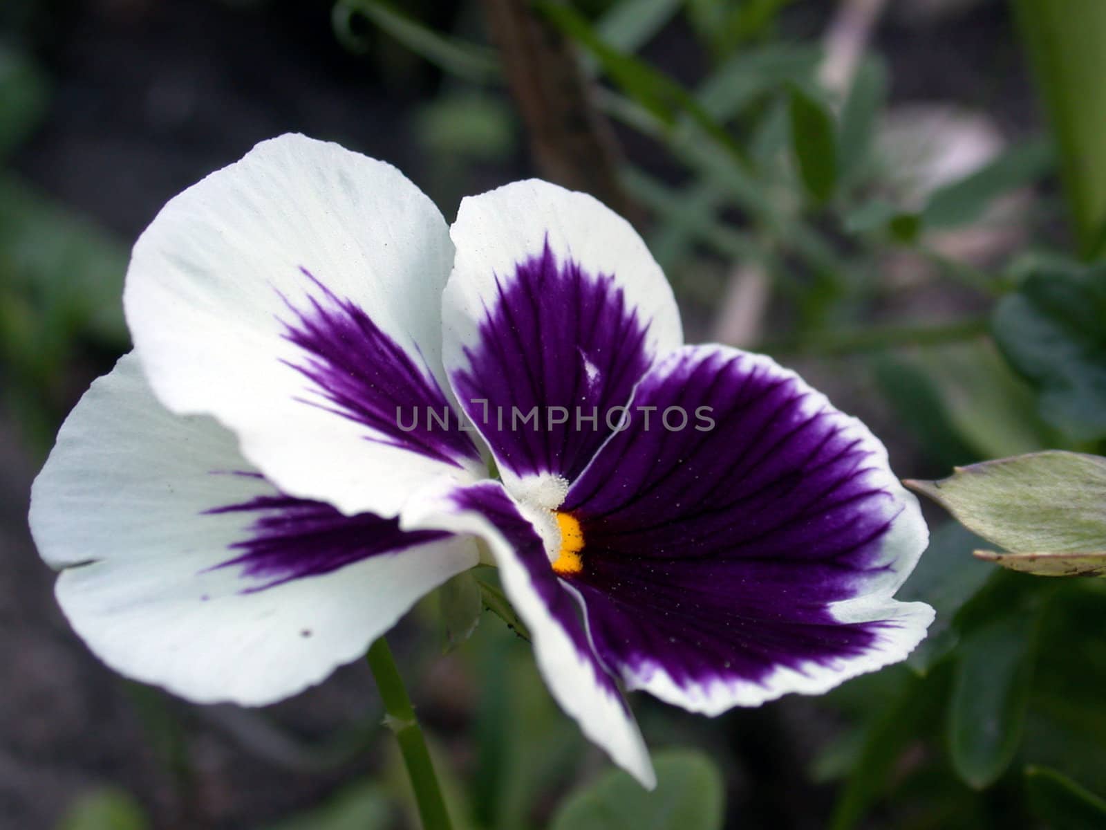 The pansy flower macro