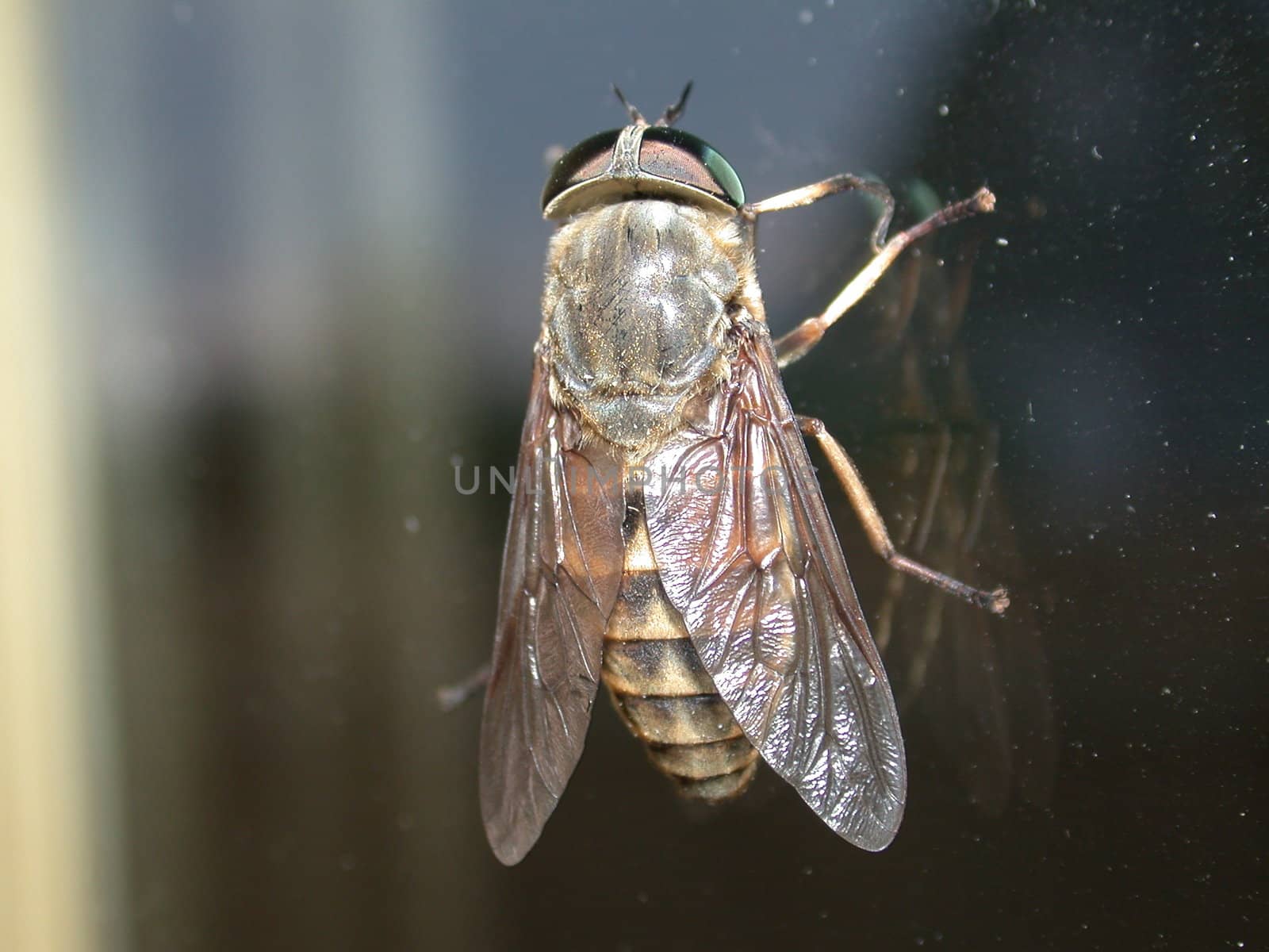 The fly on glass, macro