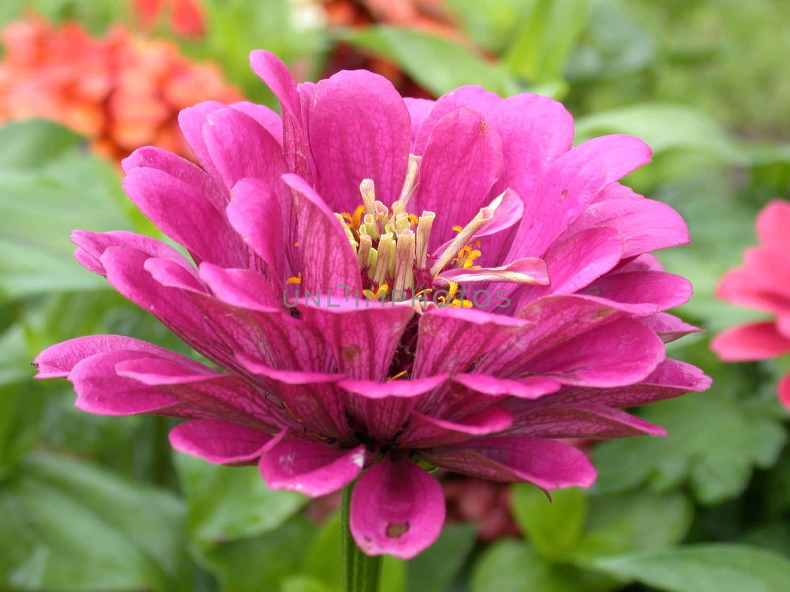 The violet dahlia, flower macro