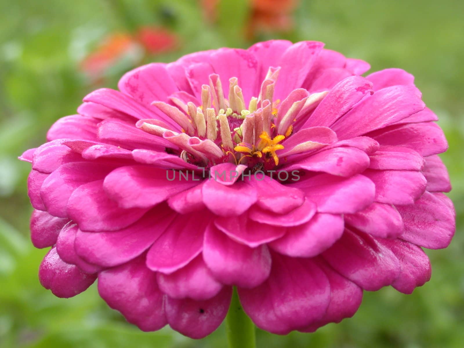 The violet dahlia, flower macro