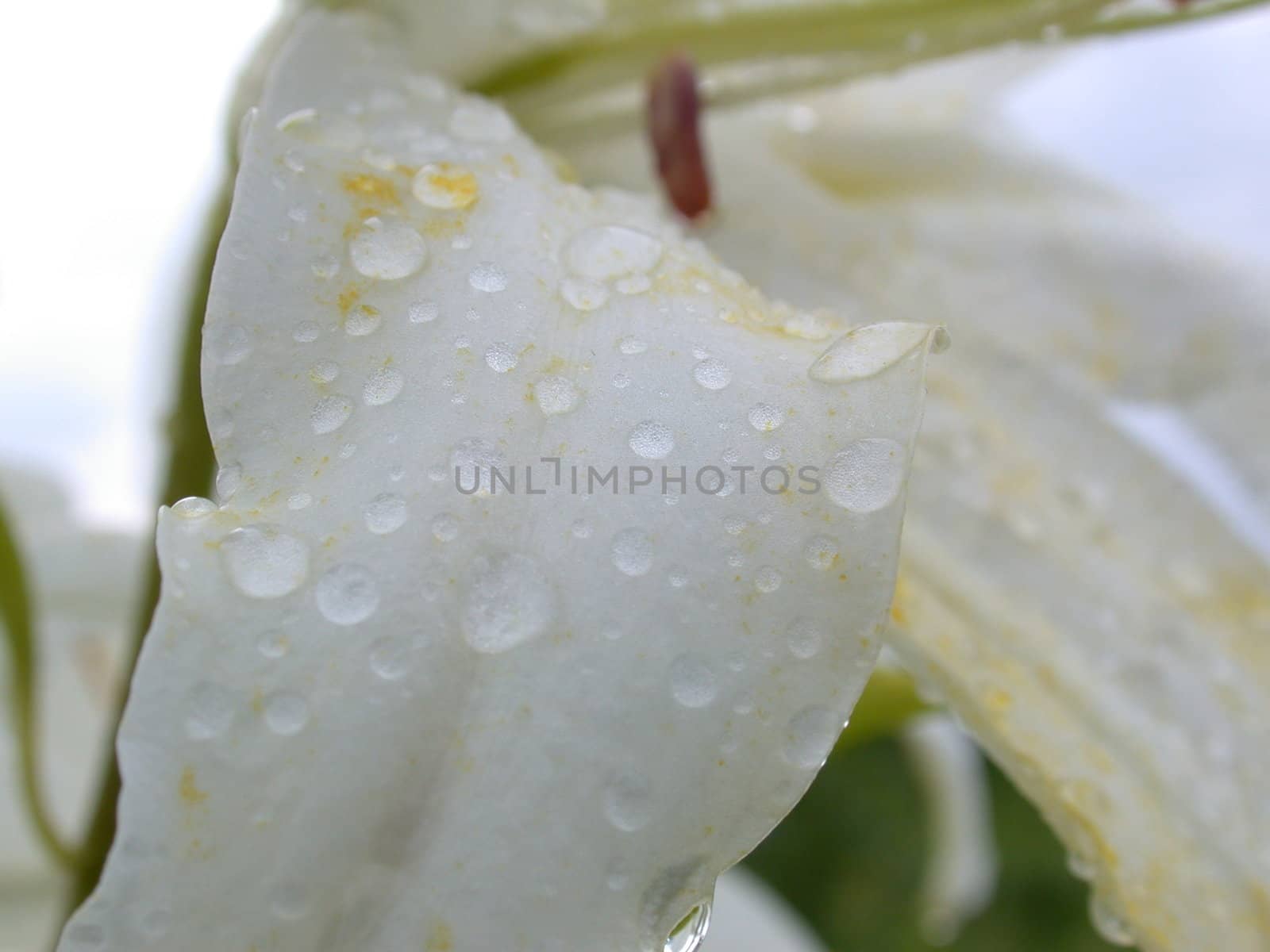 The white lily, macro, nature