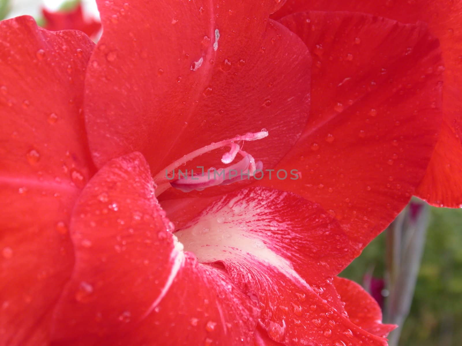 The red lily, macro, nature