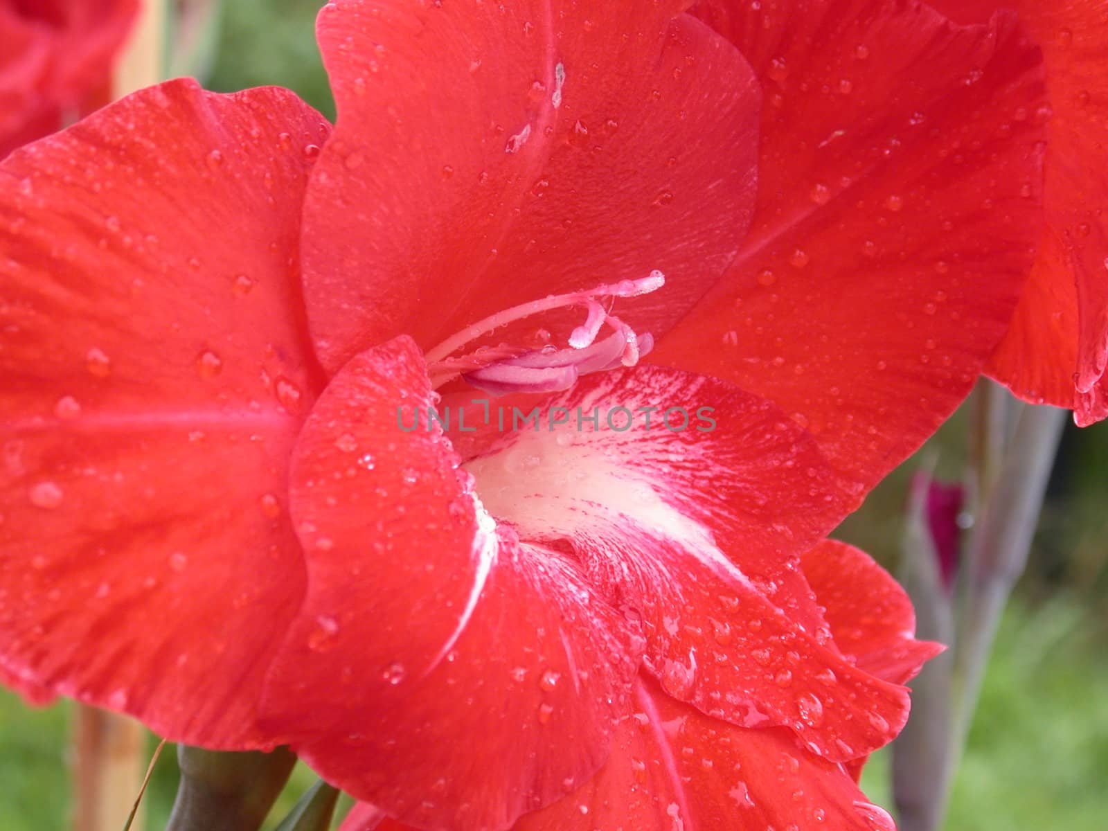 The red lily, macro, nature