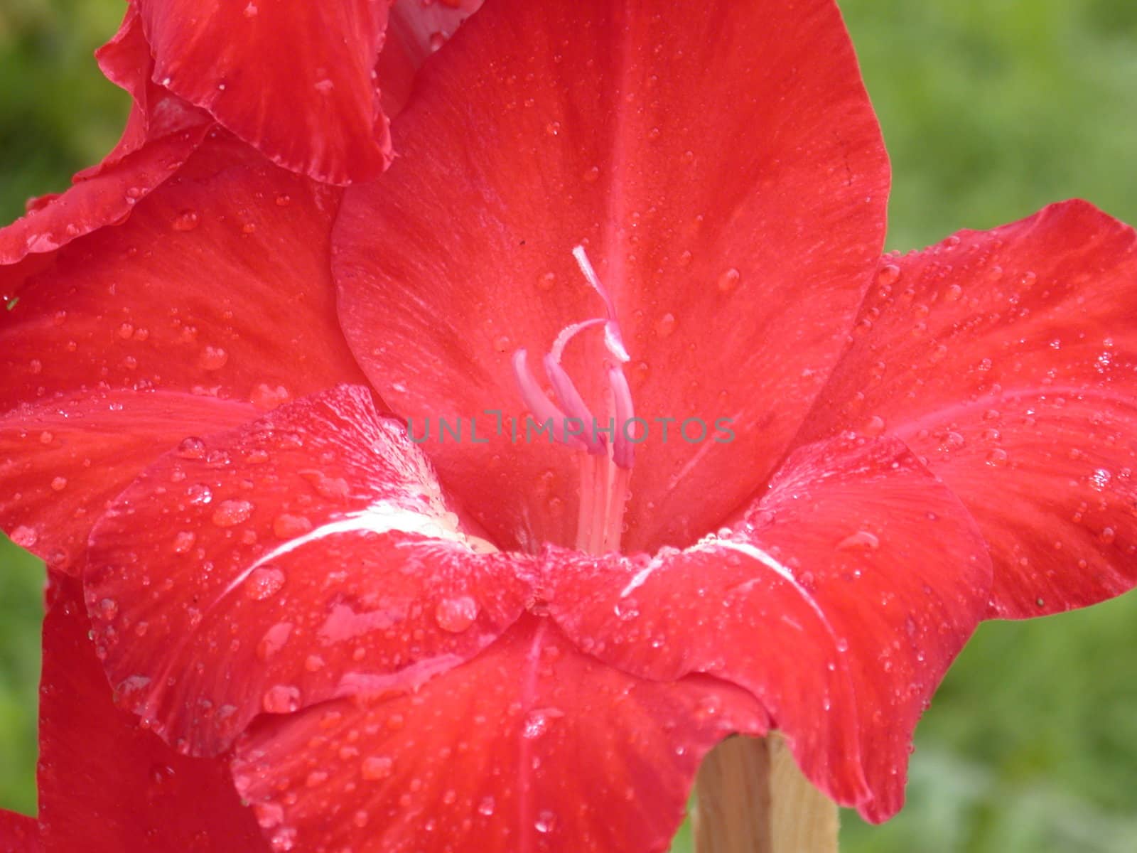 The red lily, macro, nature