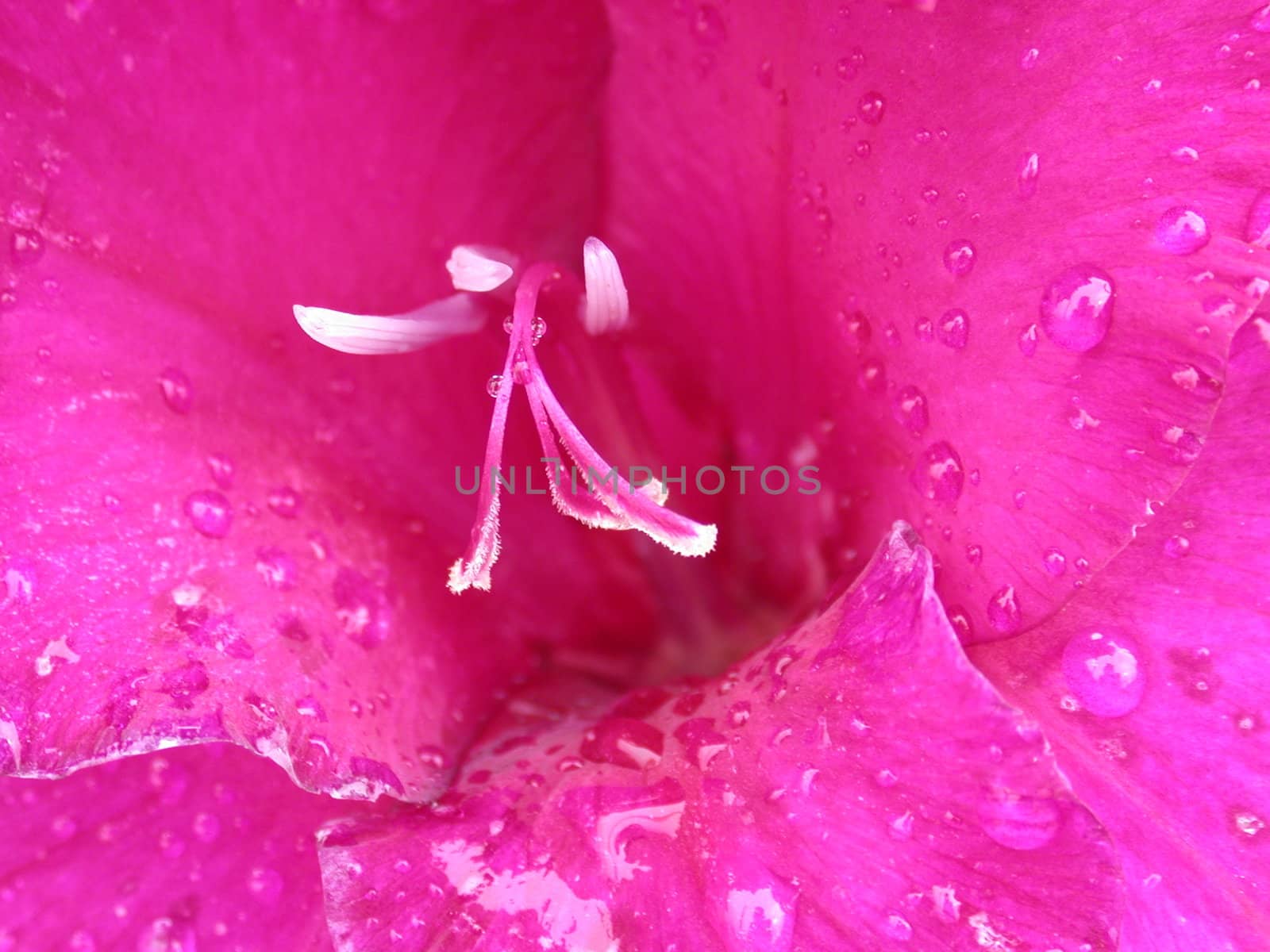 The purple lily, macro, nature