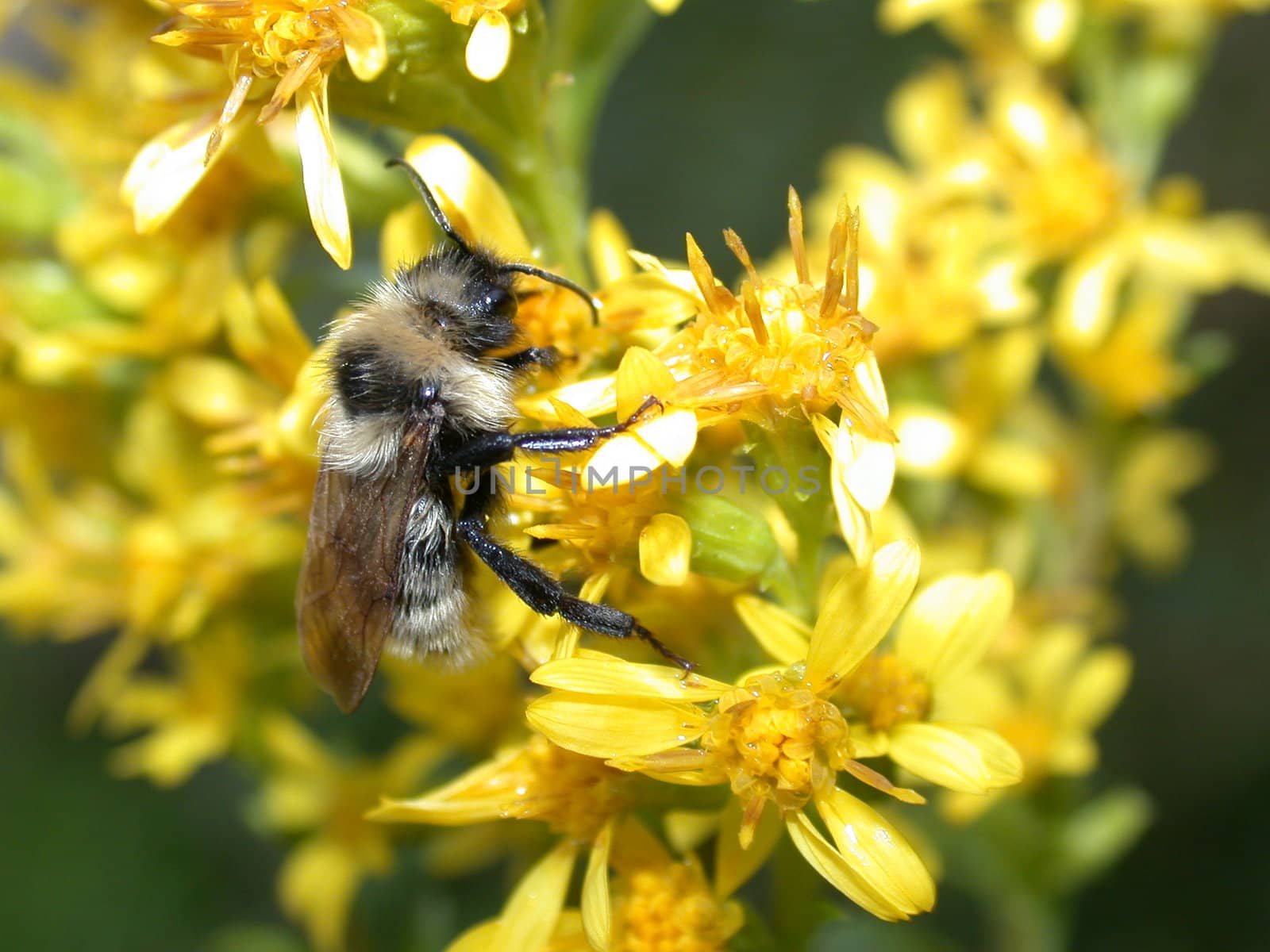 The bee collects honey in yellow flowerses