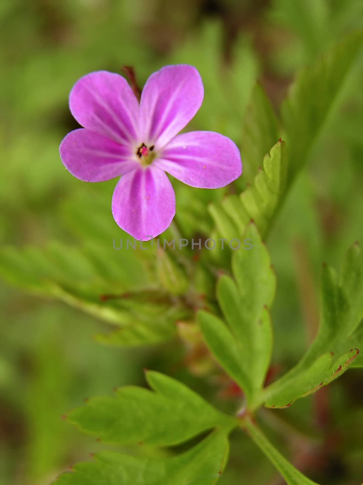 Vivid pink flower in front of green background.