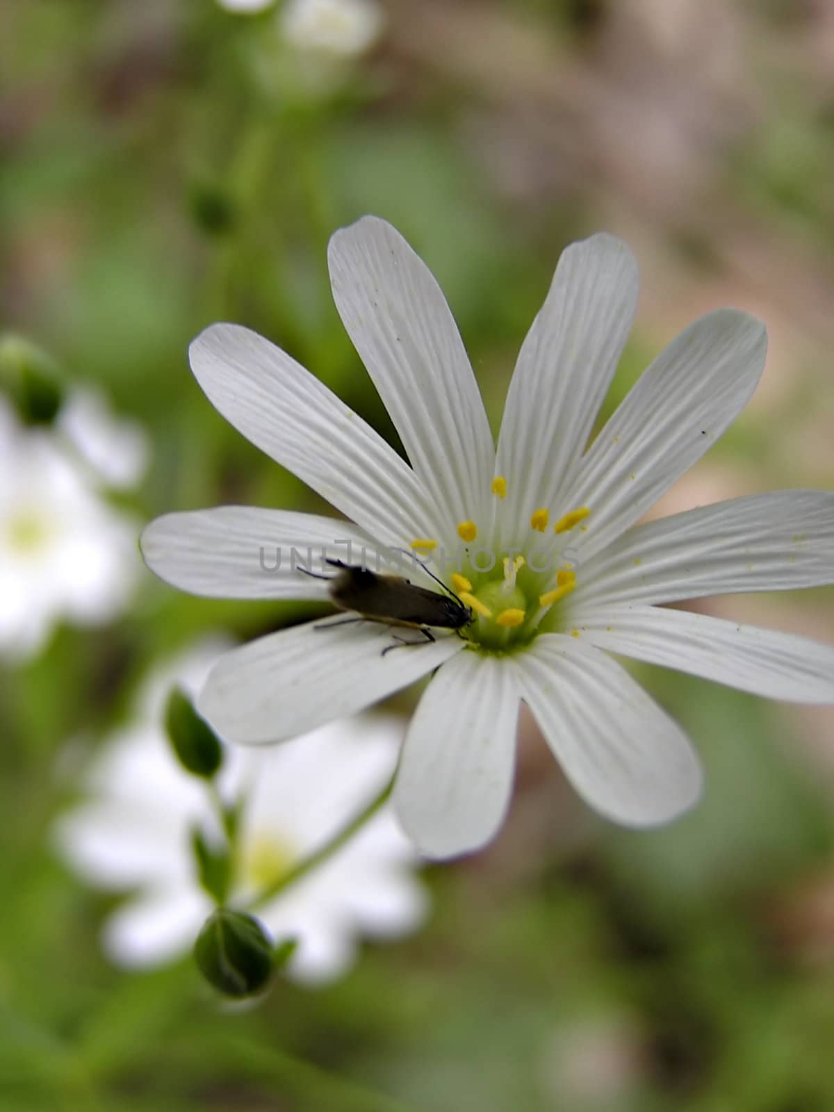 White flower with dark bug on it.