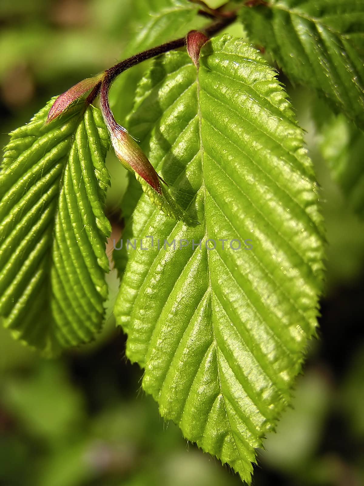 Close up photo of fresh green leaves with two buds.