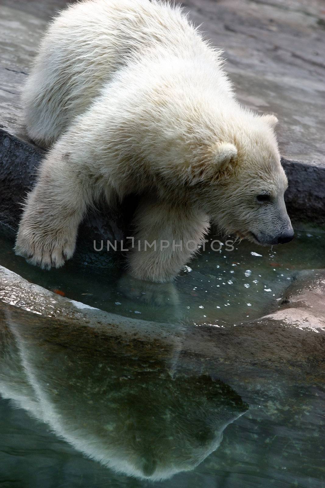 babe polar bears  by friday