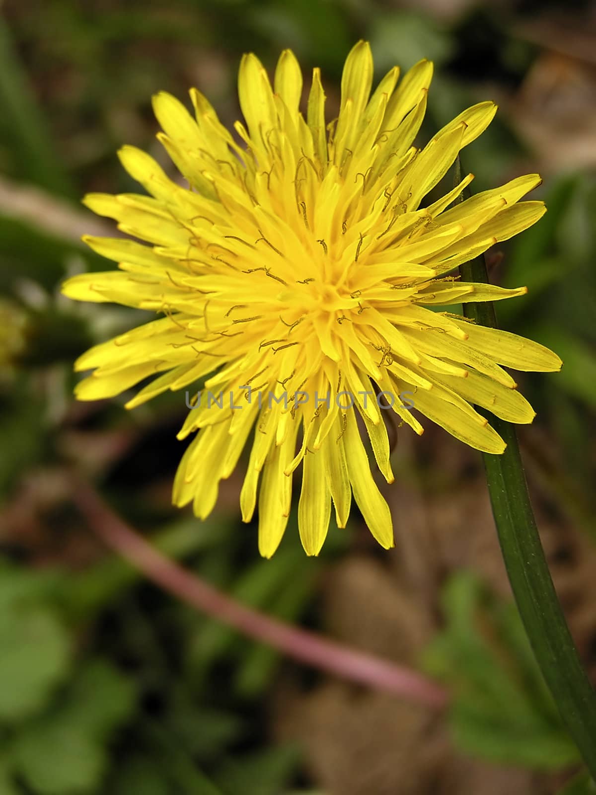 Close up photo of wild yellow flower with dark background.