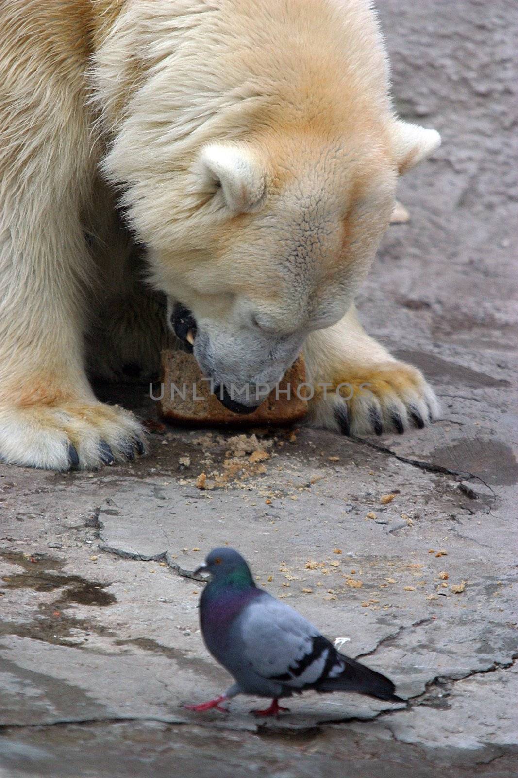 Bear and pigeon by friday