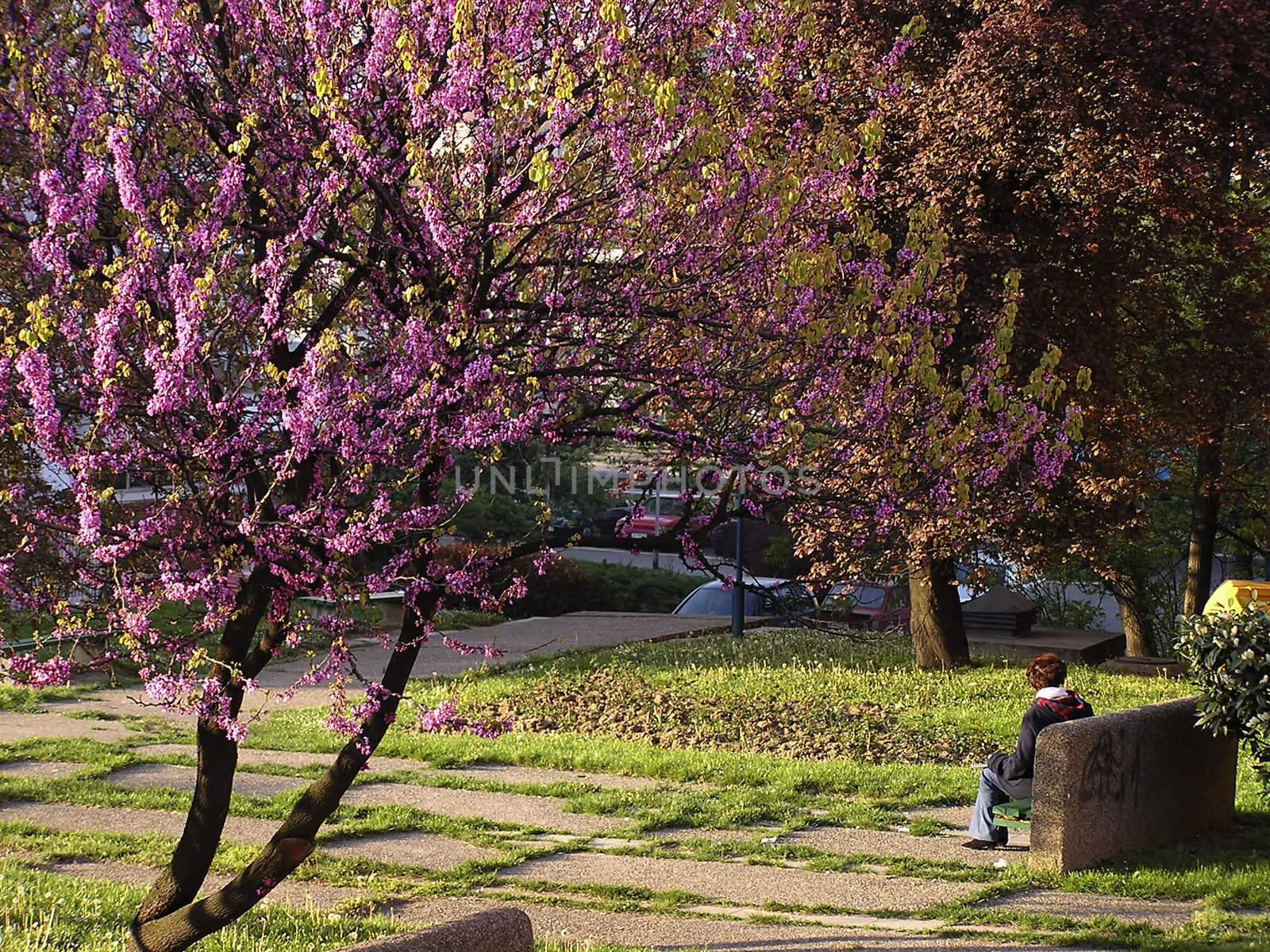 Woman sitting on bench under pink blossom tree in sunny morning.