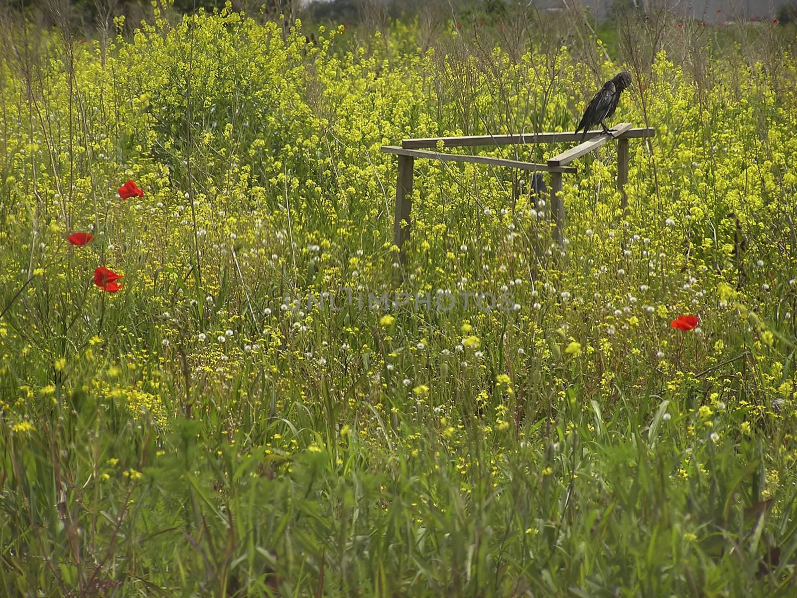 Crow standing in rapeseed field with few poppies.