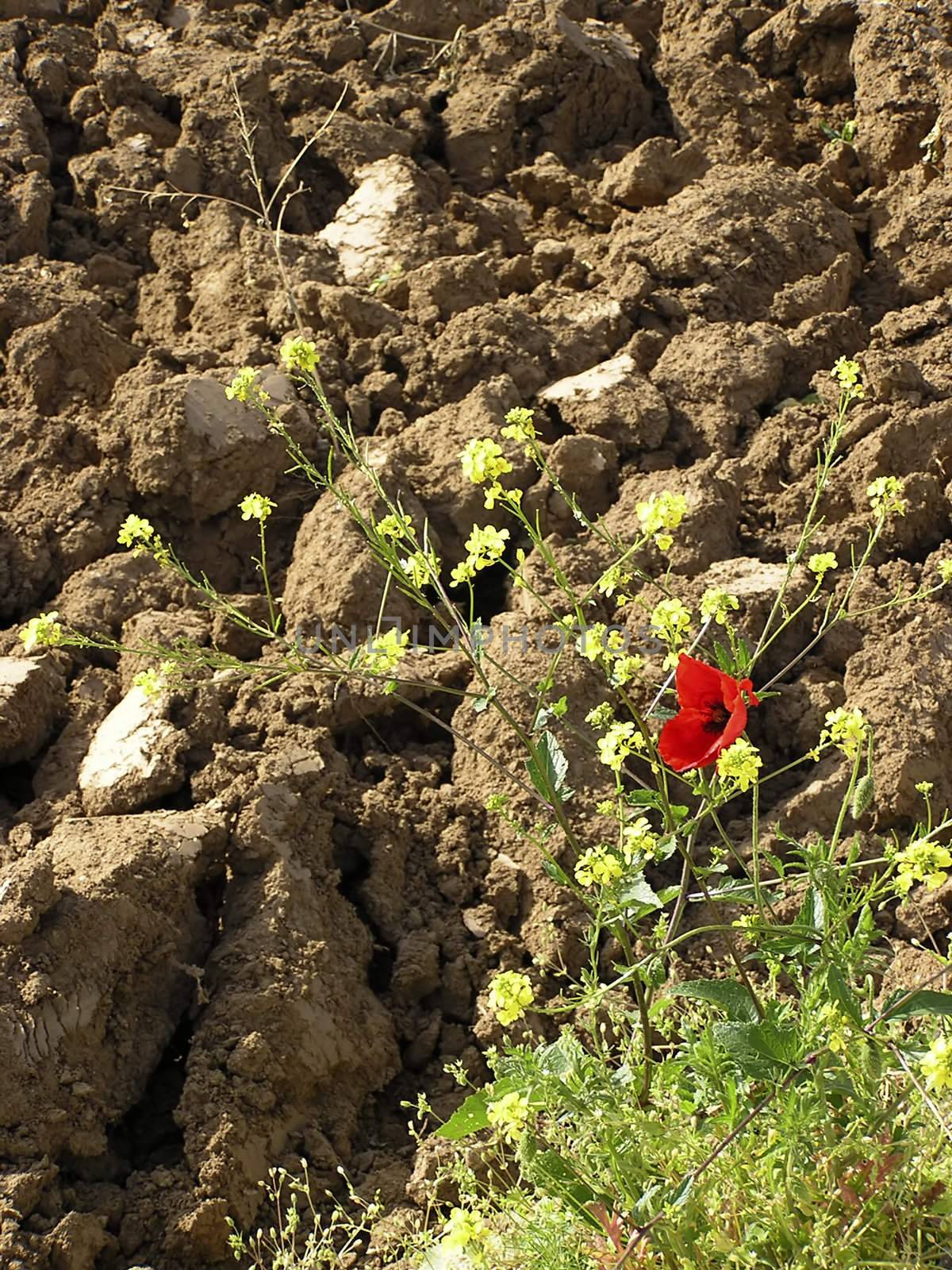 A red poppy, oil seed rape and green grass near acre.