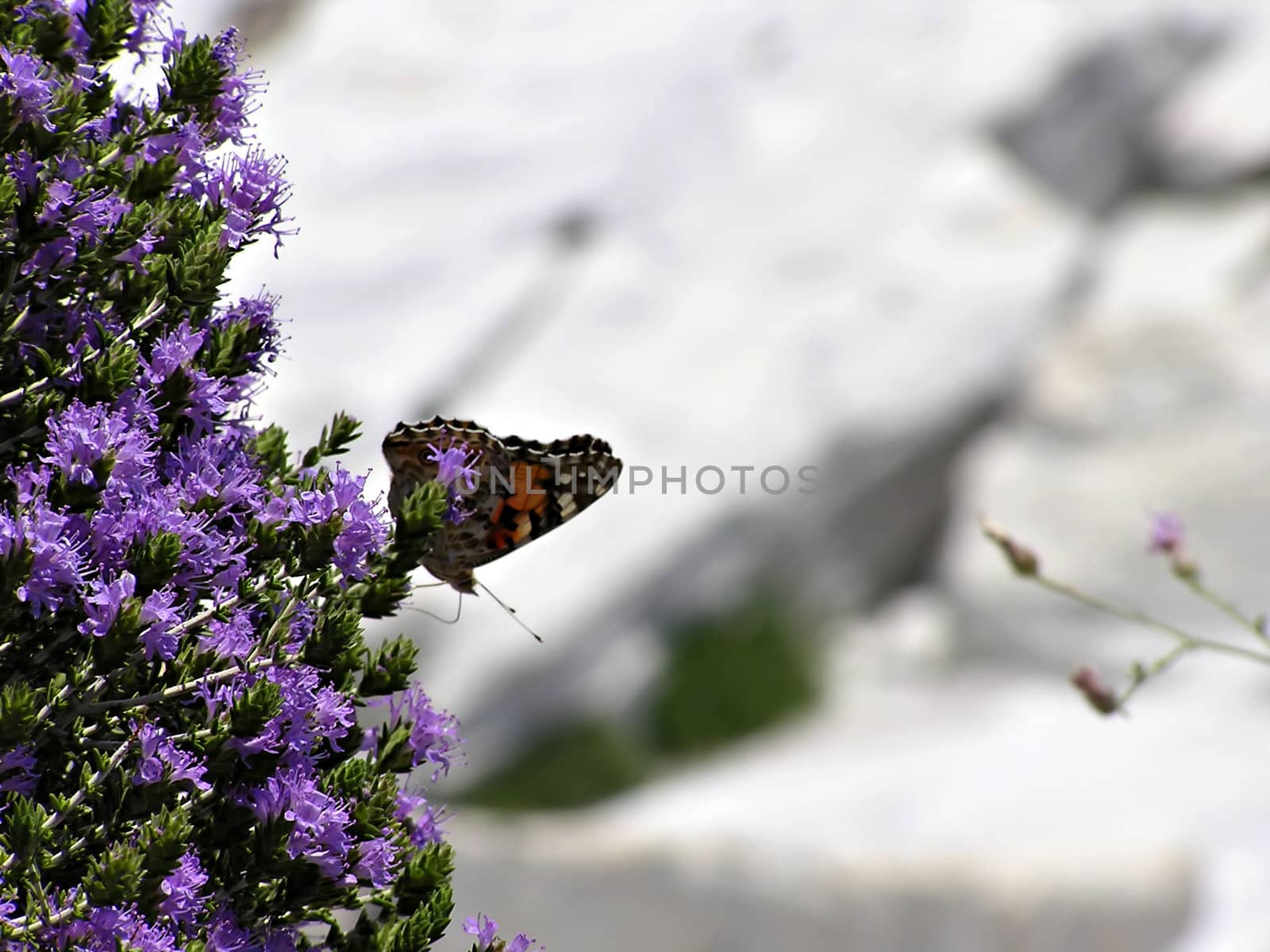 Butterfly sitting on purple wild field flowers at sunny morning.