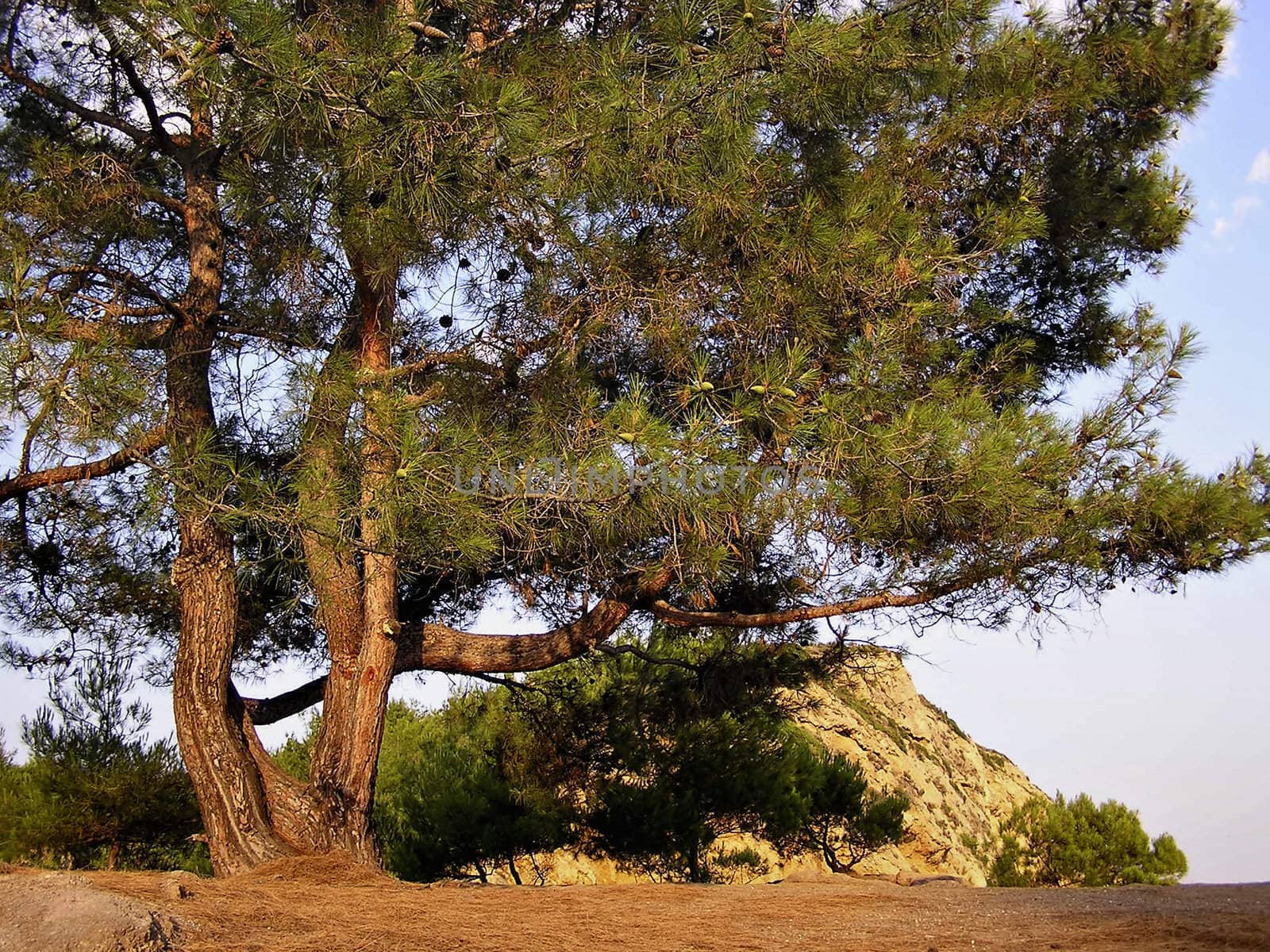 Pine Tree At sunset by penta