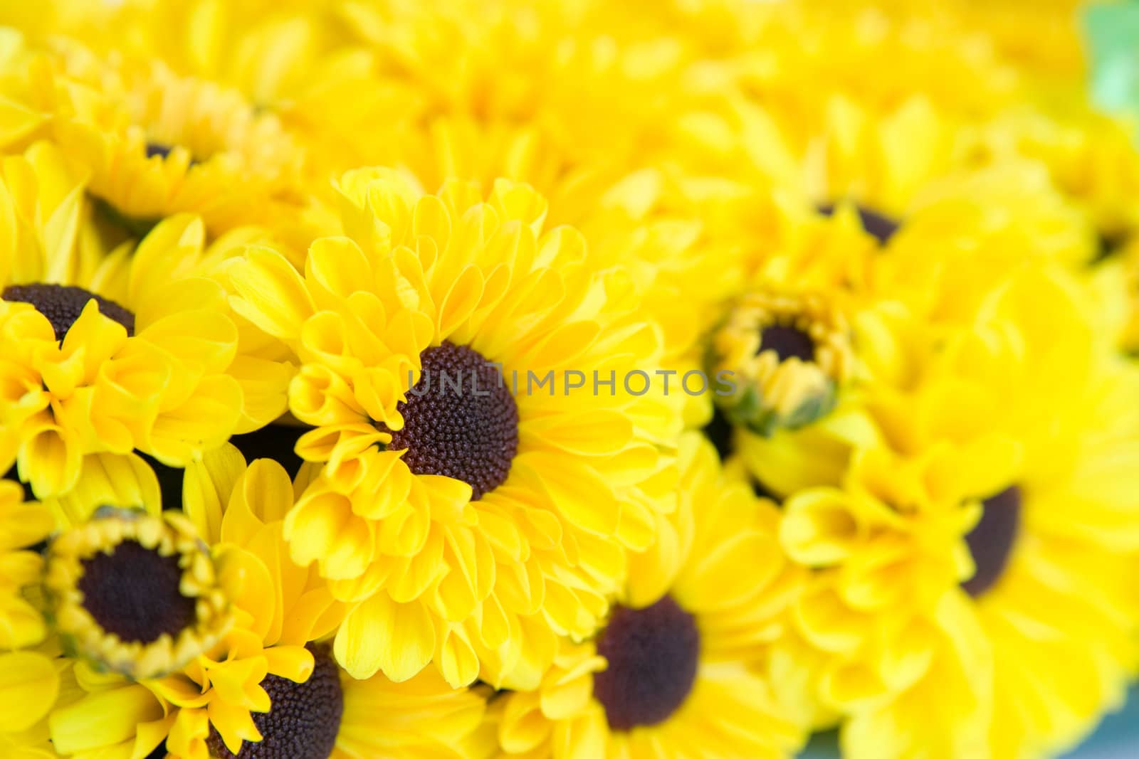 Macro view of yellow chrysanthemums 