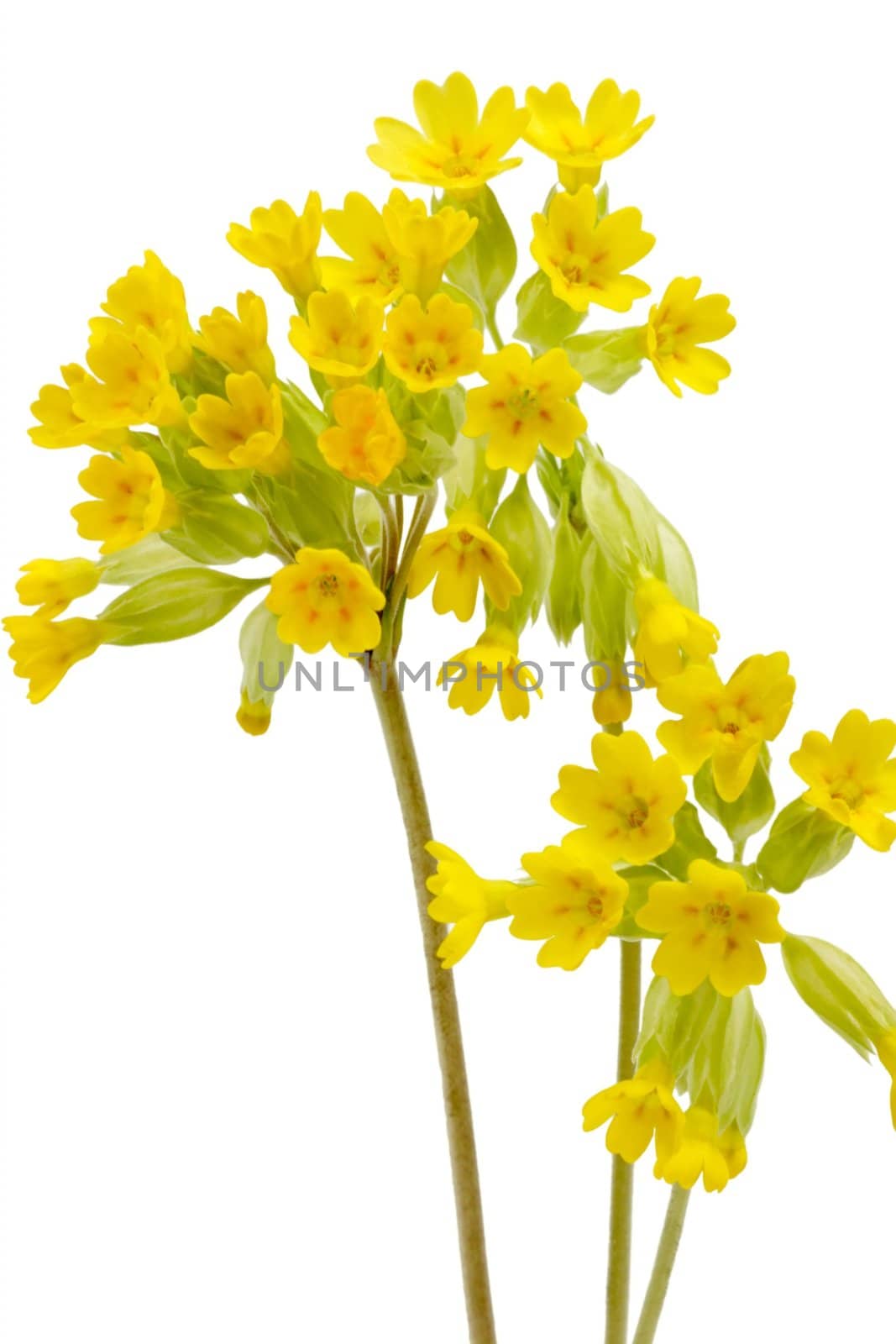 Close-up of cowslips - isolated on white background