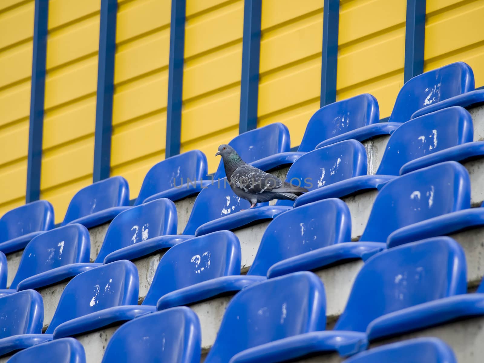 Single grey dove at the empty seats of the stadium