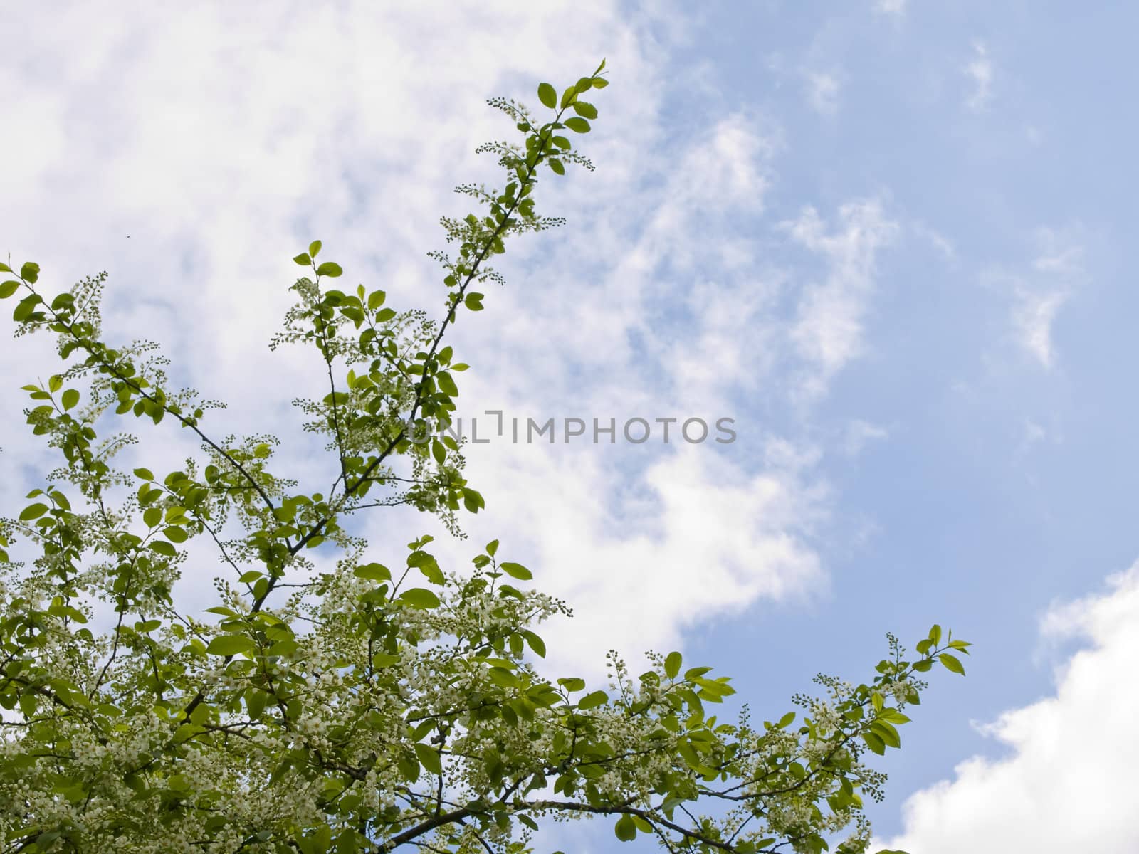 Spring white flowers on the branch against the blue sky with clouds