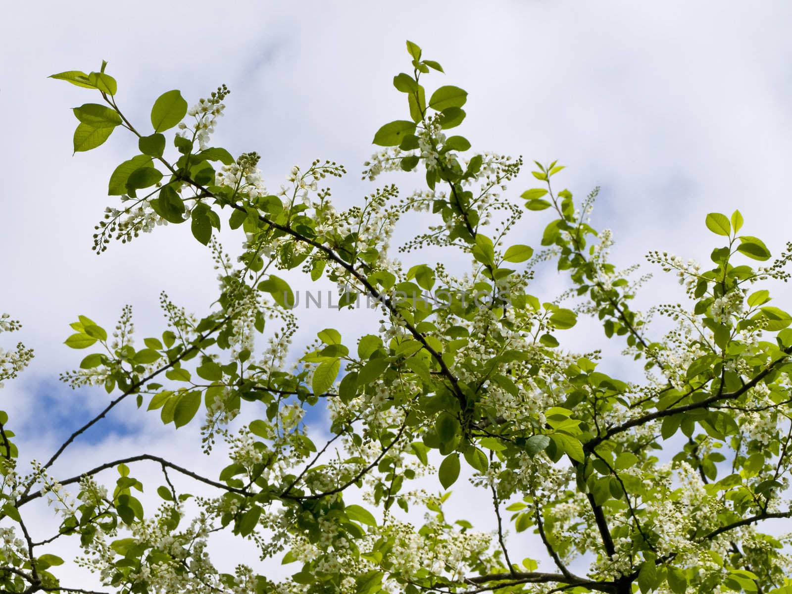 Spring white flowers on the branch against the blue sky with clouds 