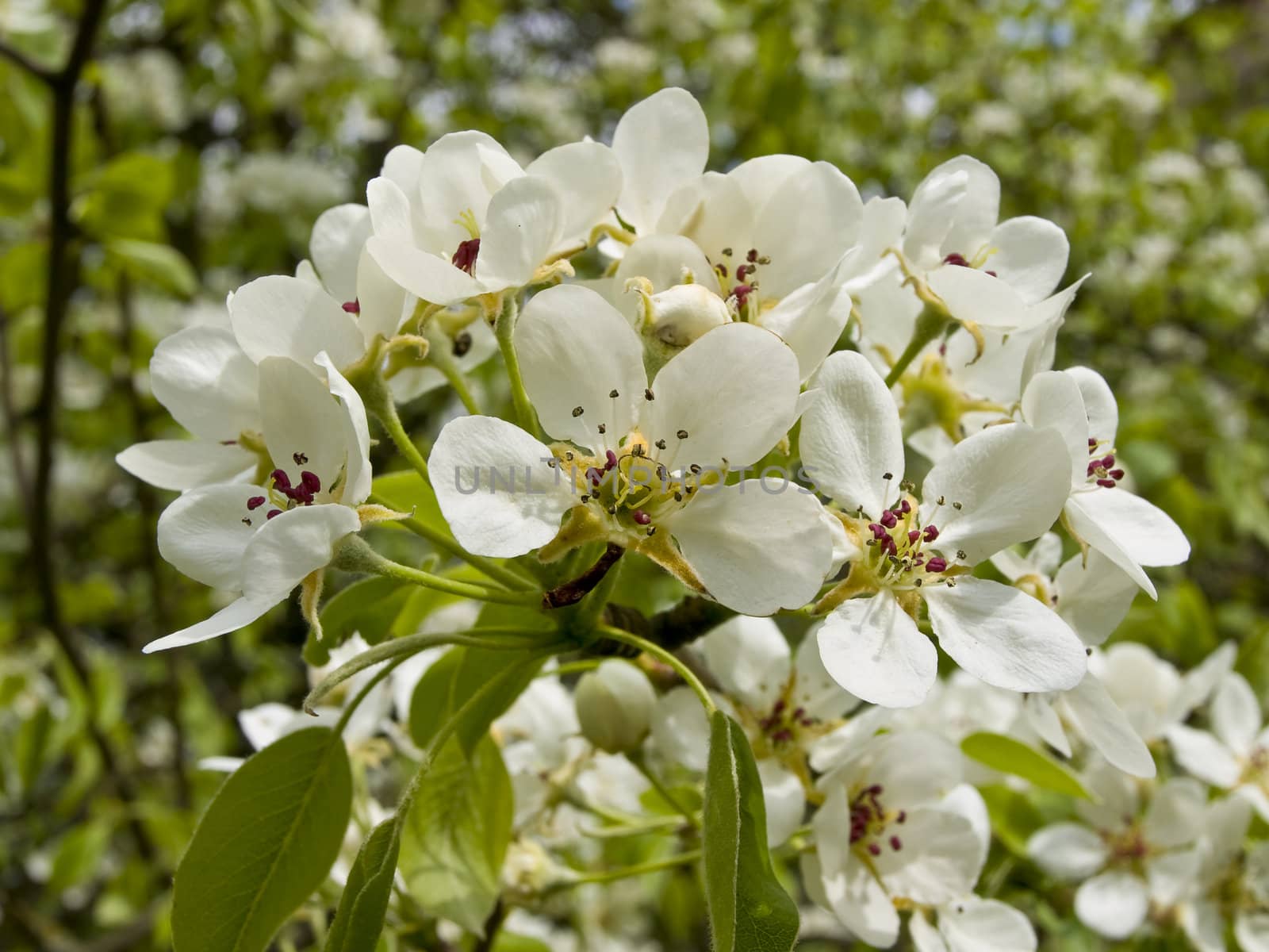 Spring white flowers on the branch against the green garden