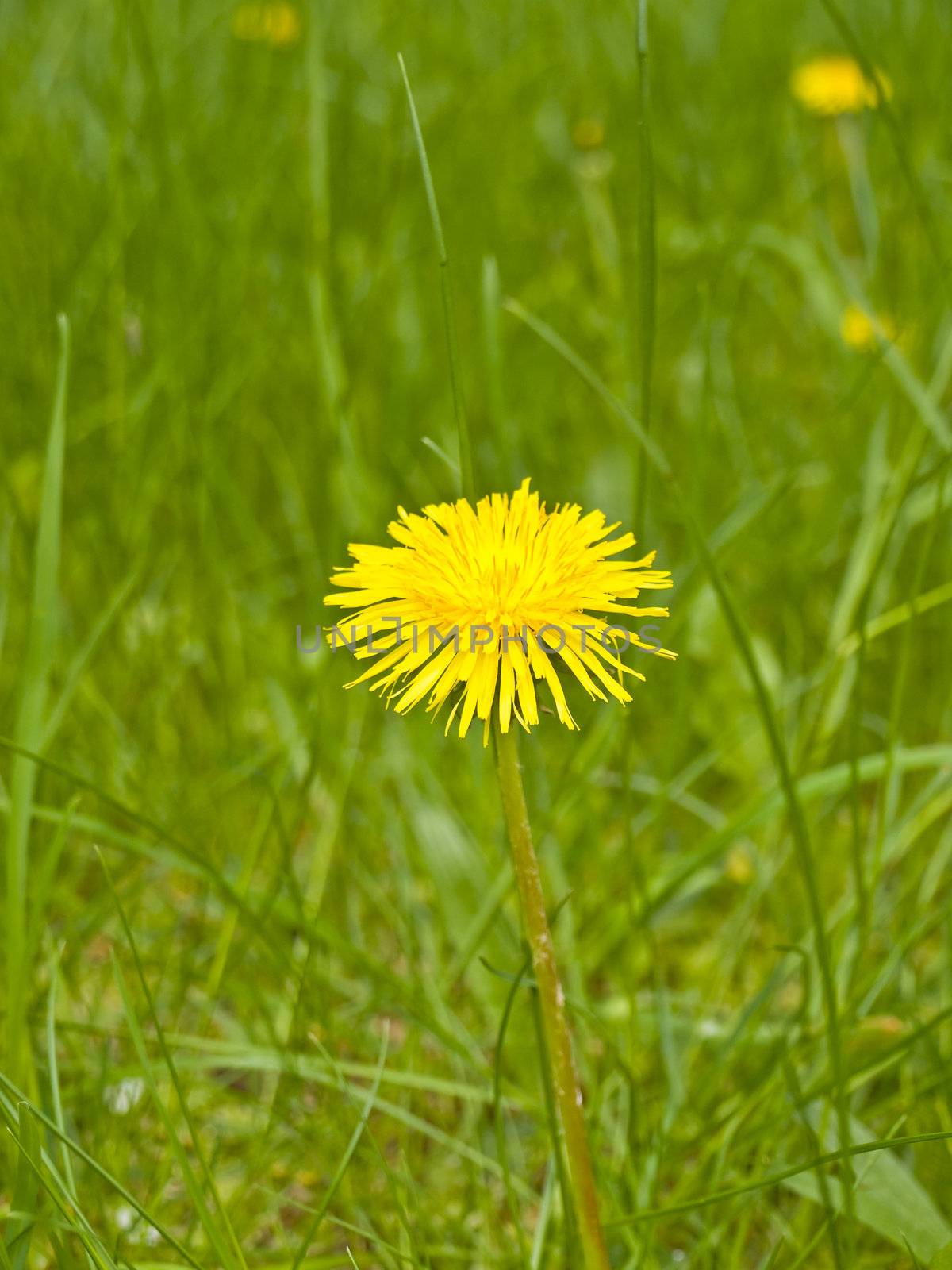Yellow spring dandelion at the green grass