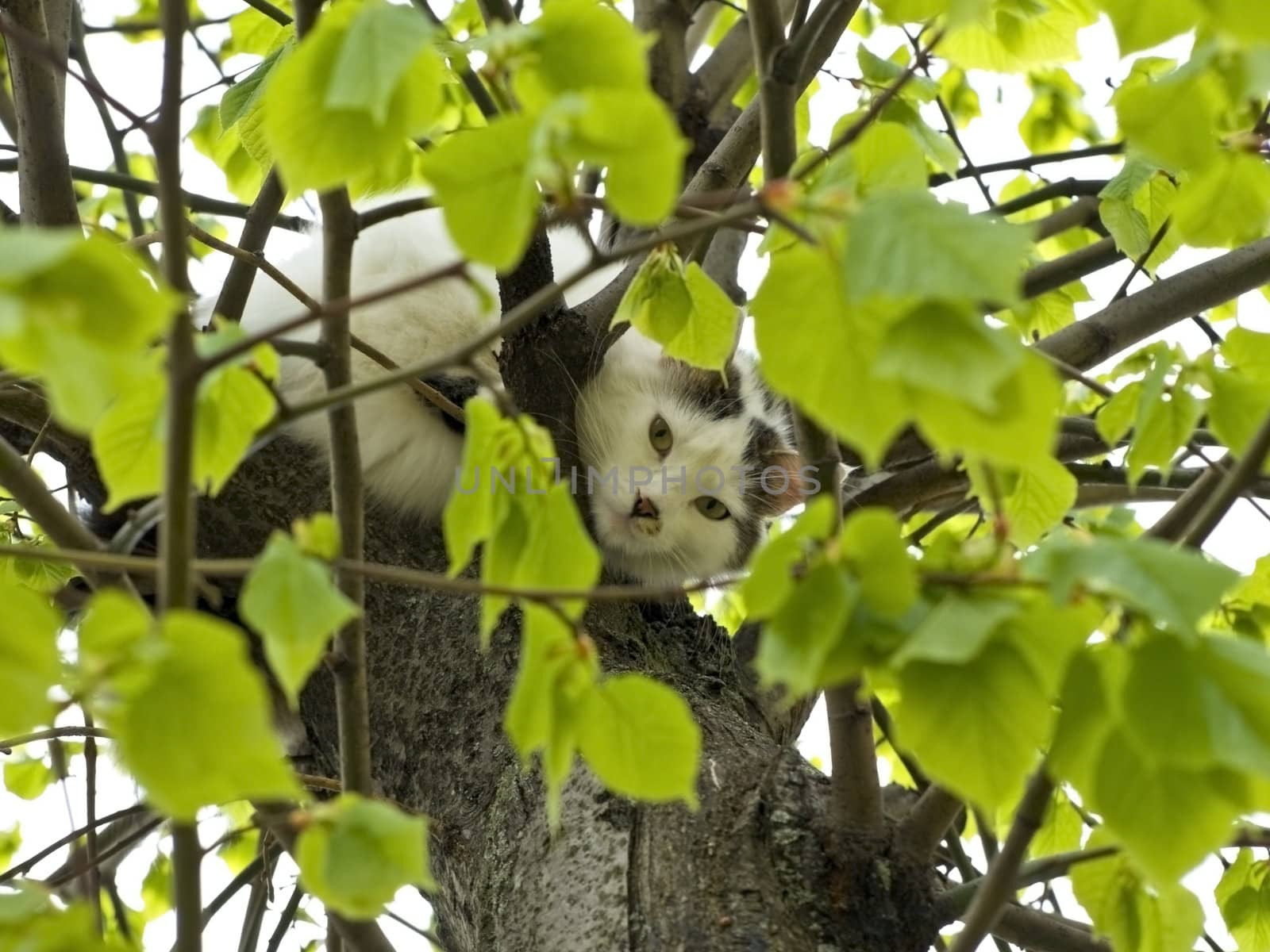 Black and white cat sitting on the tree with green leaves