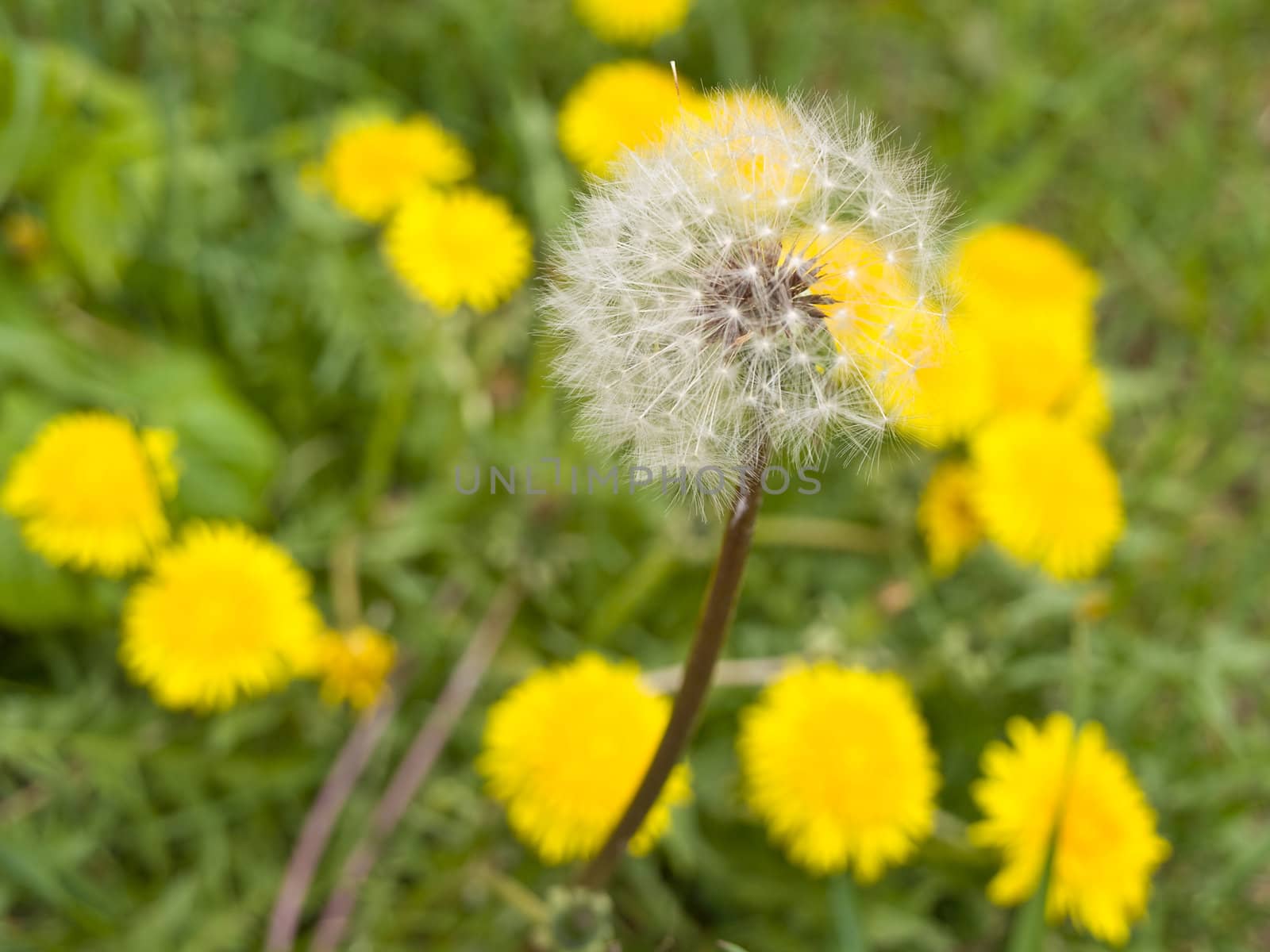 White spring dandelion at the green grass and yellow dandelions
