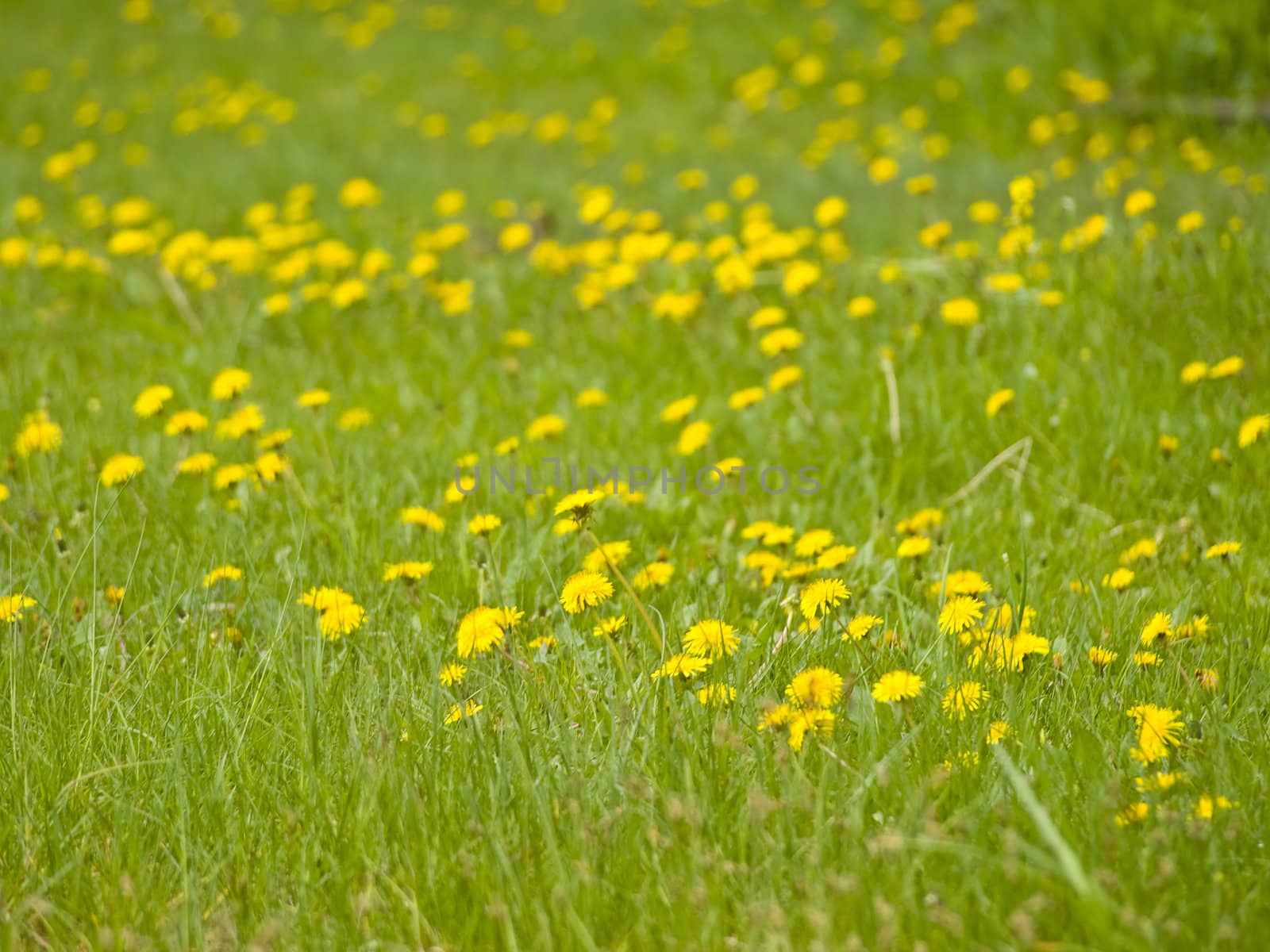 Many yellow spring dandelions at the green grass