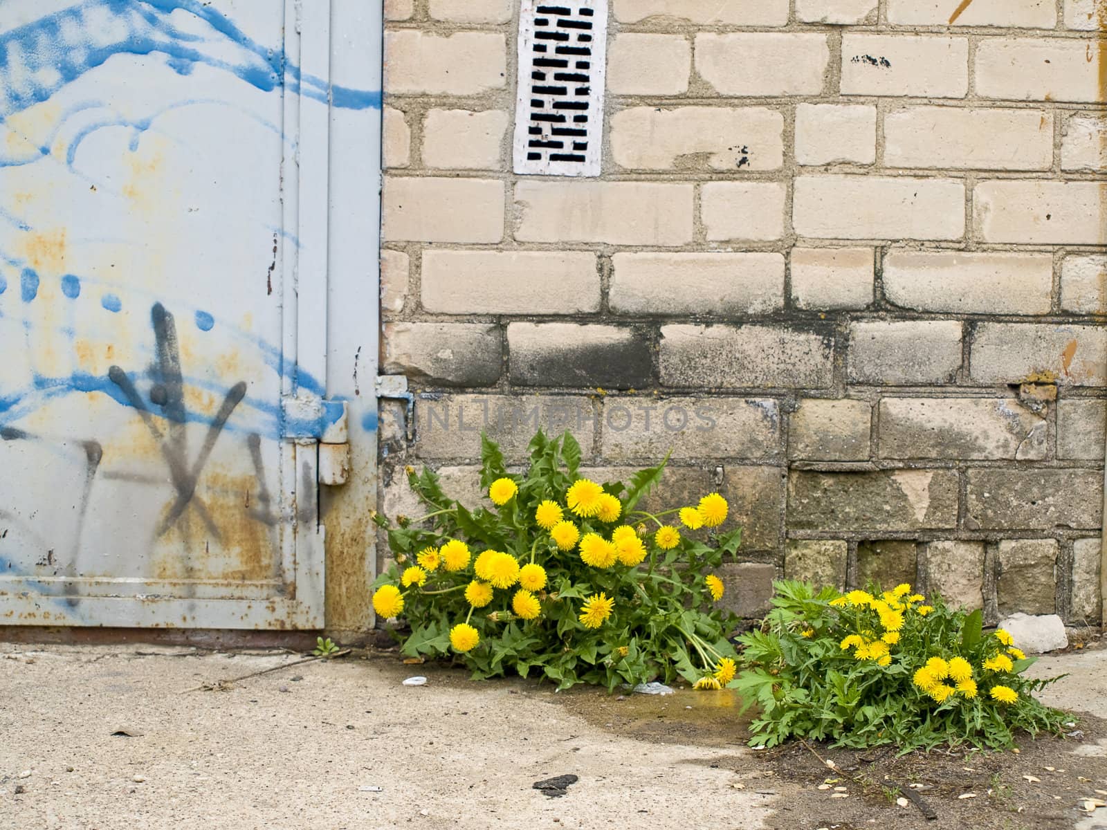 Yellow dandelions near the brick wall and door