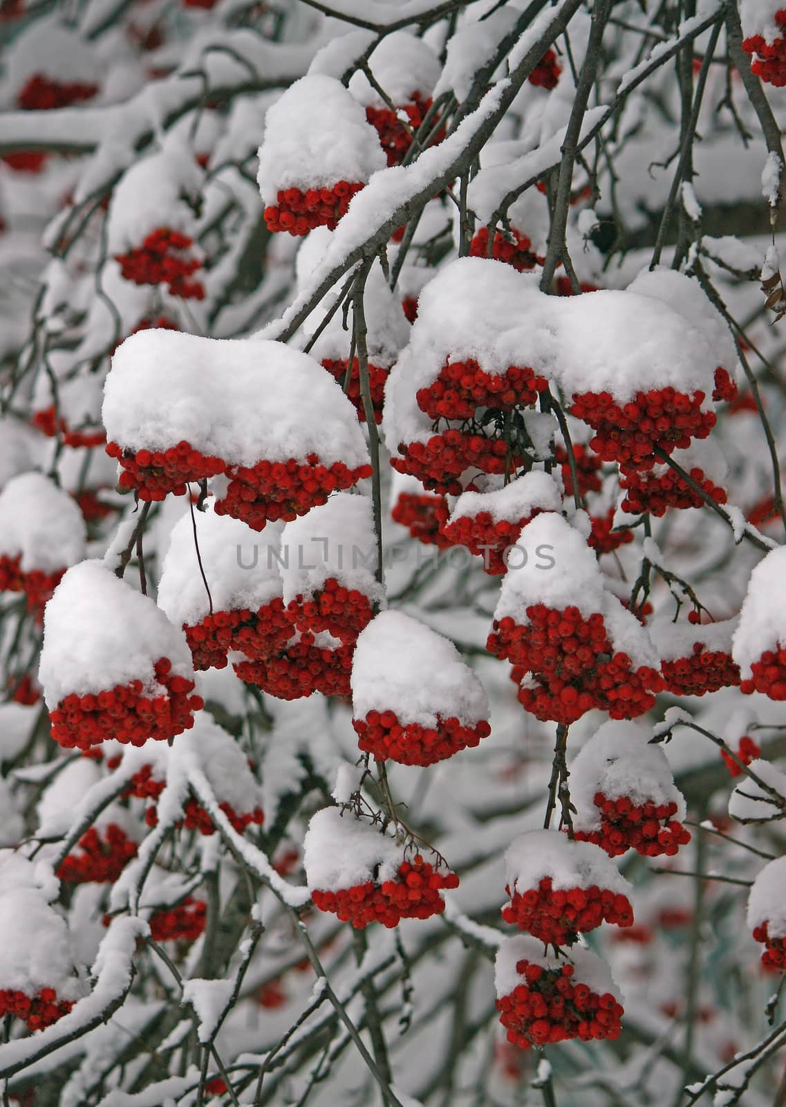  winter1 by zhannaprokopeva