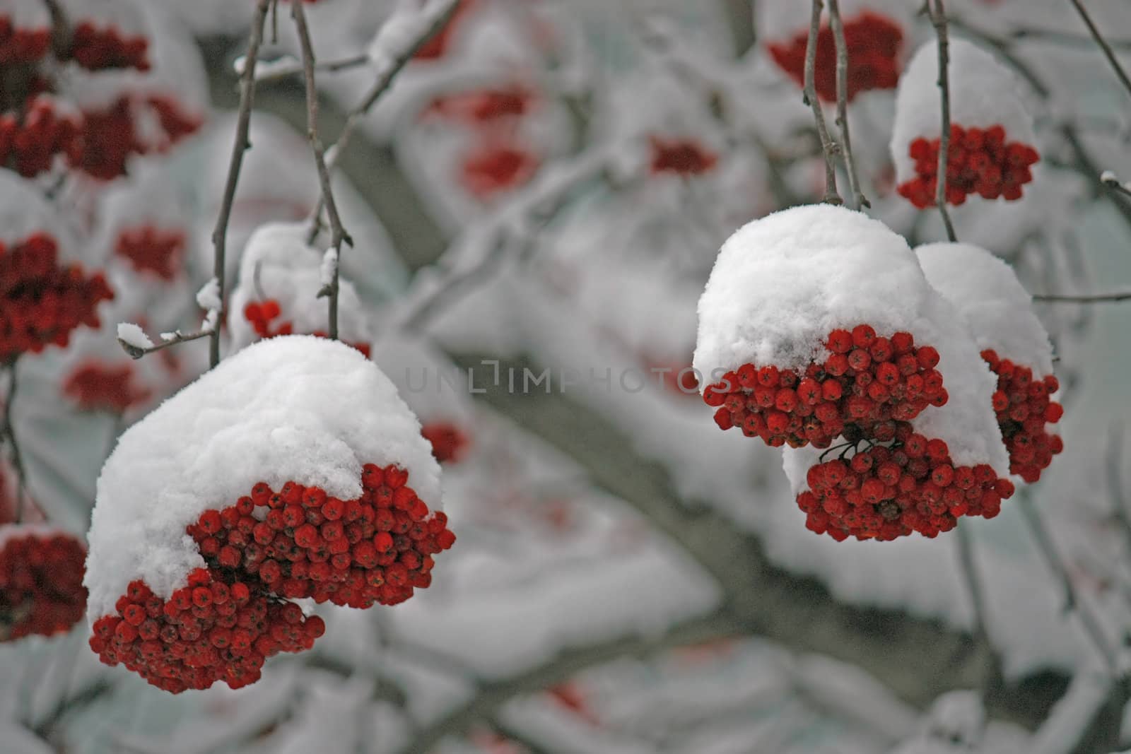 red berries by zhannaprokopeva