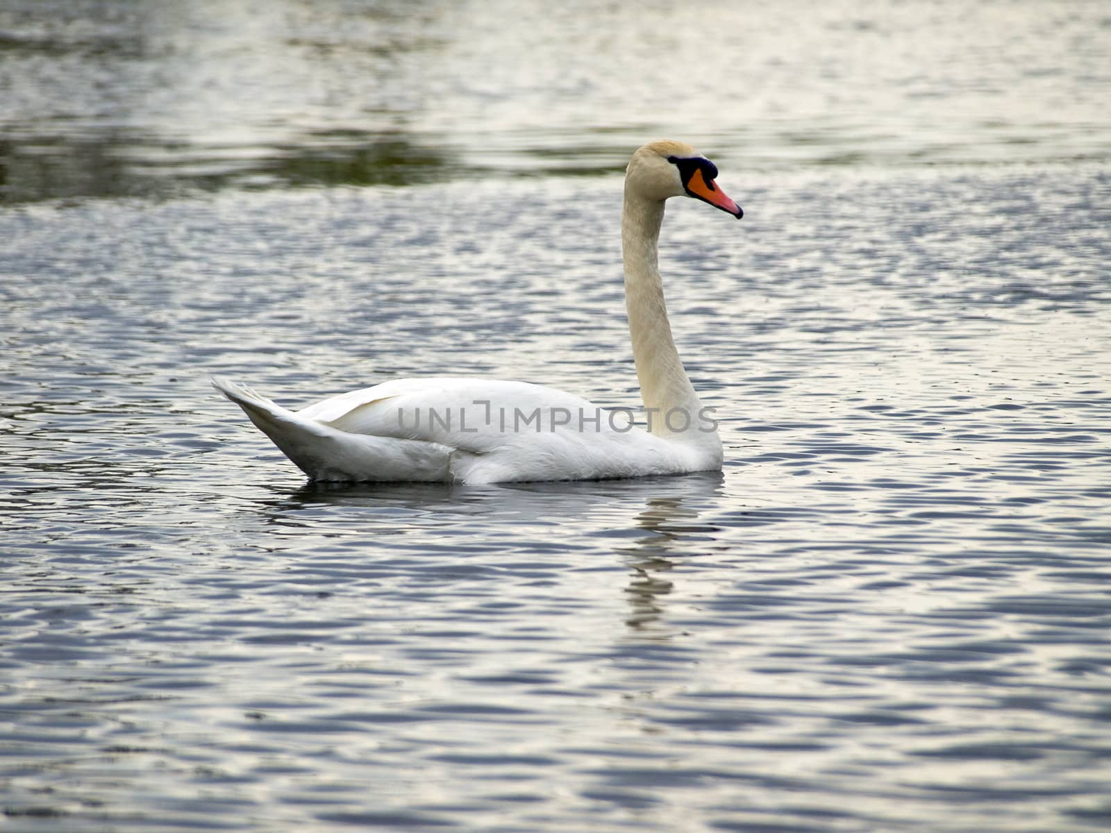 Single swan by SNR