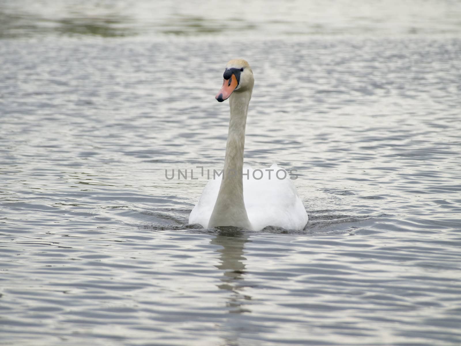 Swimming swan by SNR