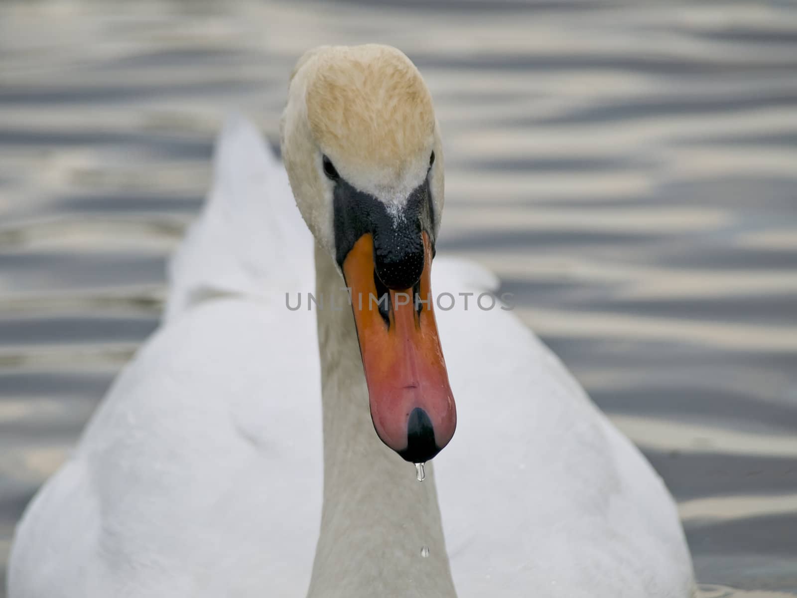 Close up single swan swimming at the ripple dark water