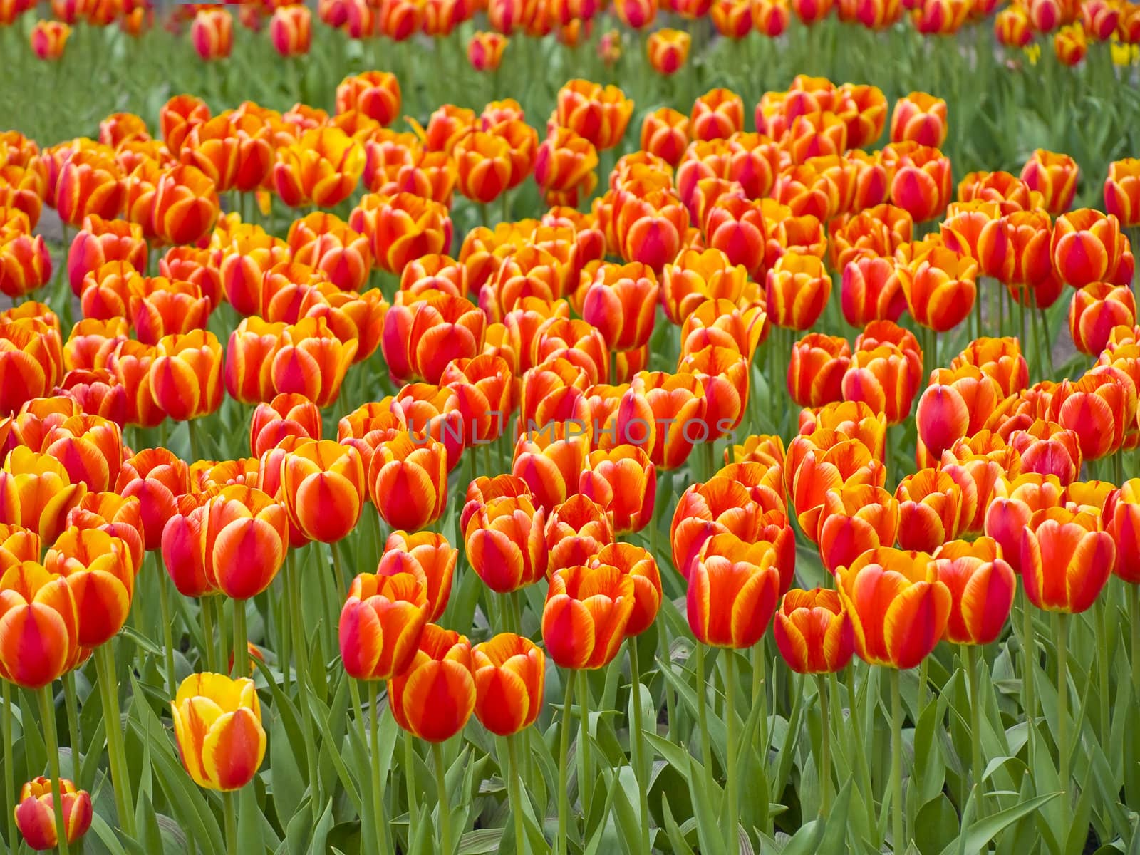 Field of the spring red and yellow tulips