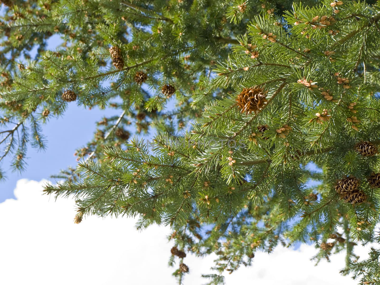 Branches of the pine tree with new strobiles against the blue sky