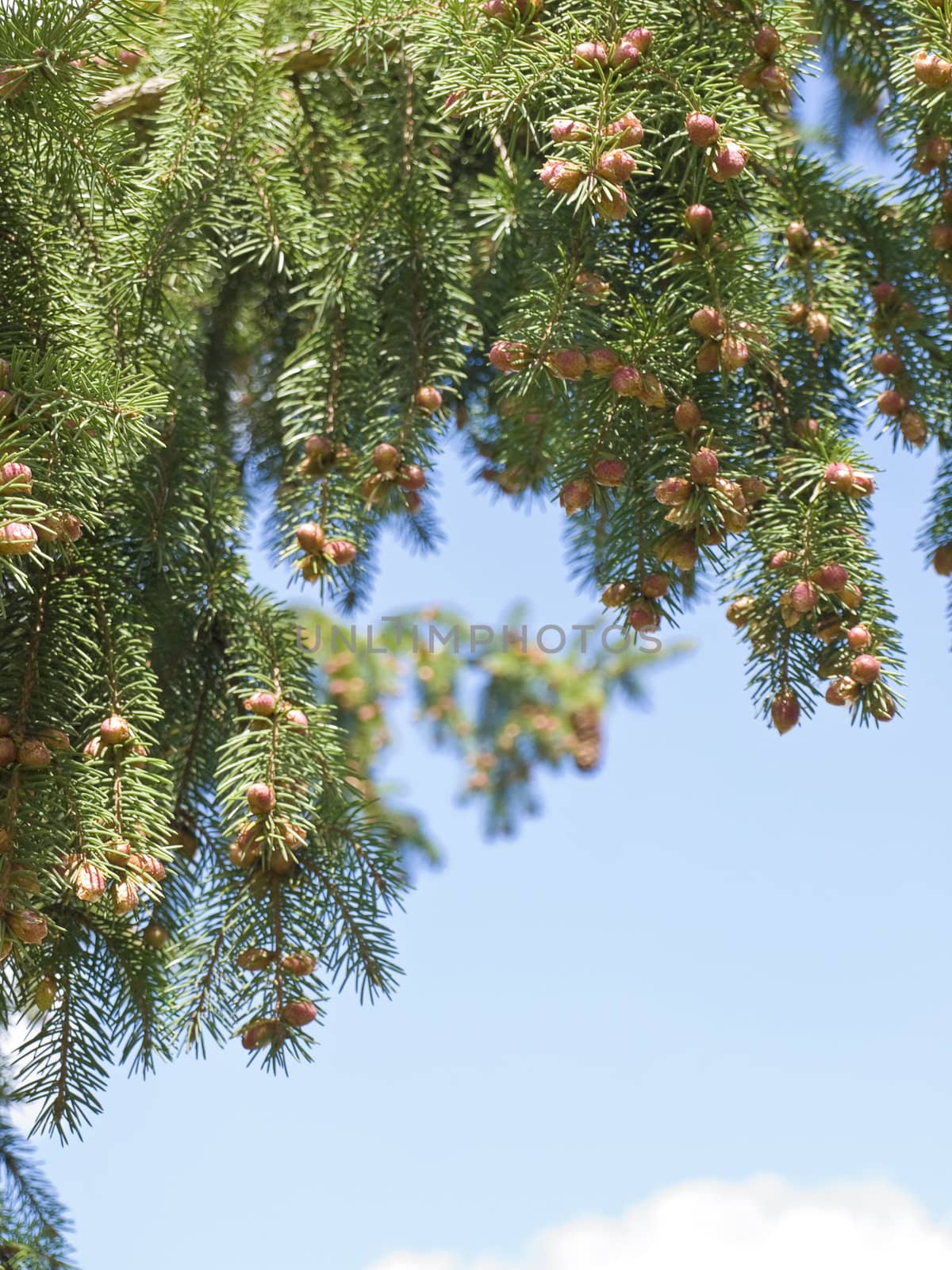 Branches of the pine tree with new strobiles against the blue sky