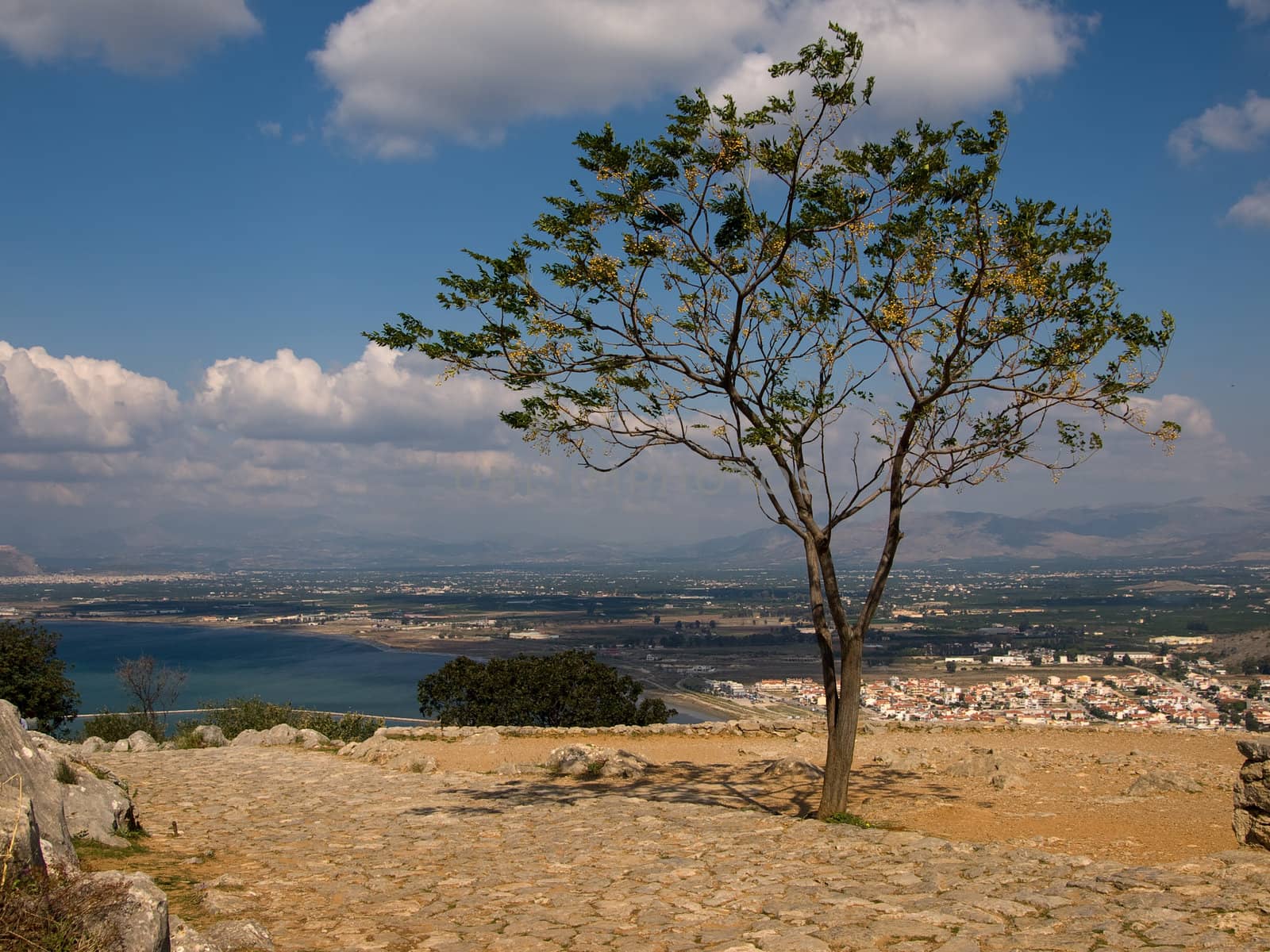 nice greek tree by dyvan