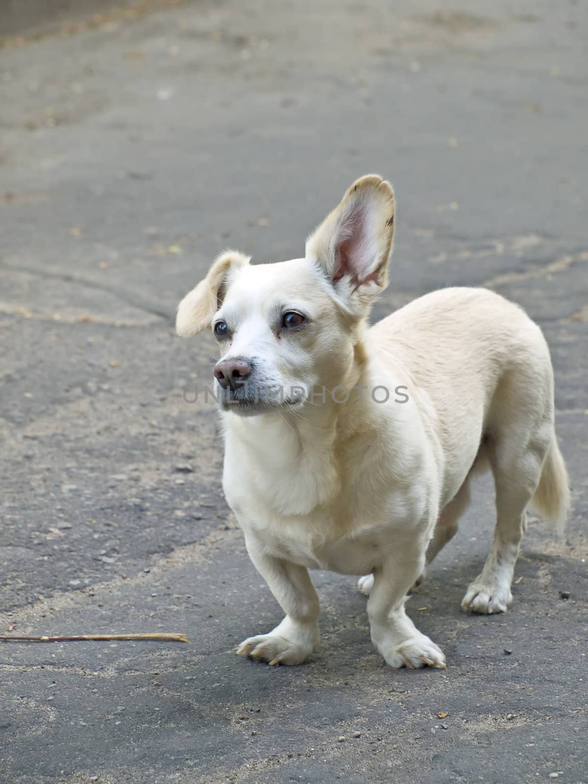 white small surprised dog at the street