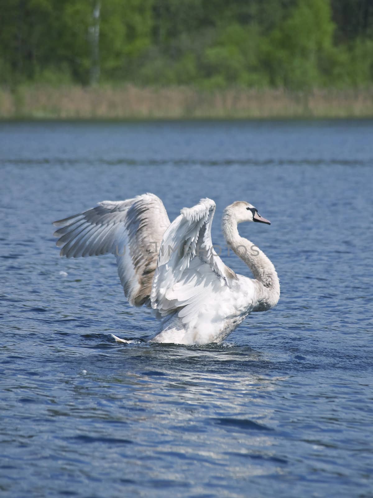 Fly up yang swan at the blue lake in wild nature 